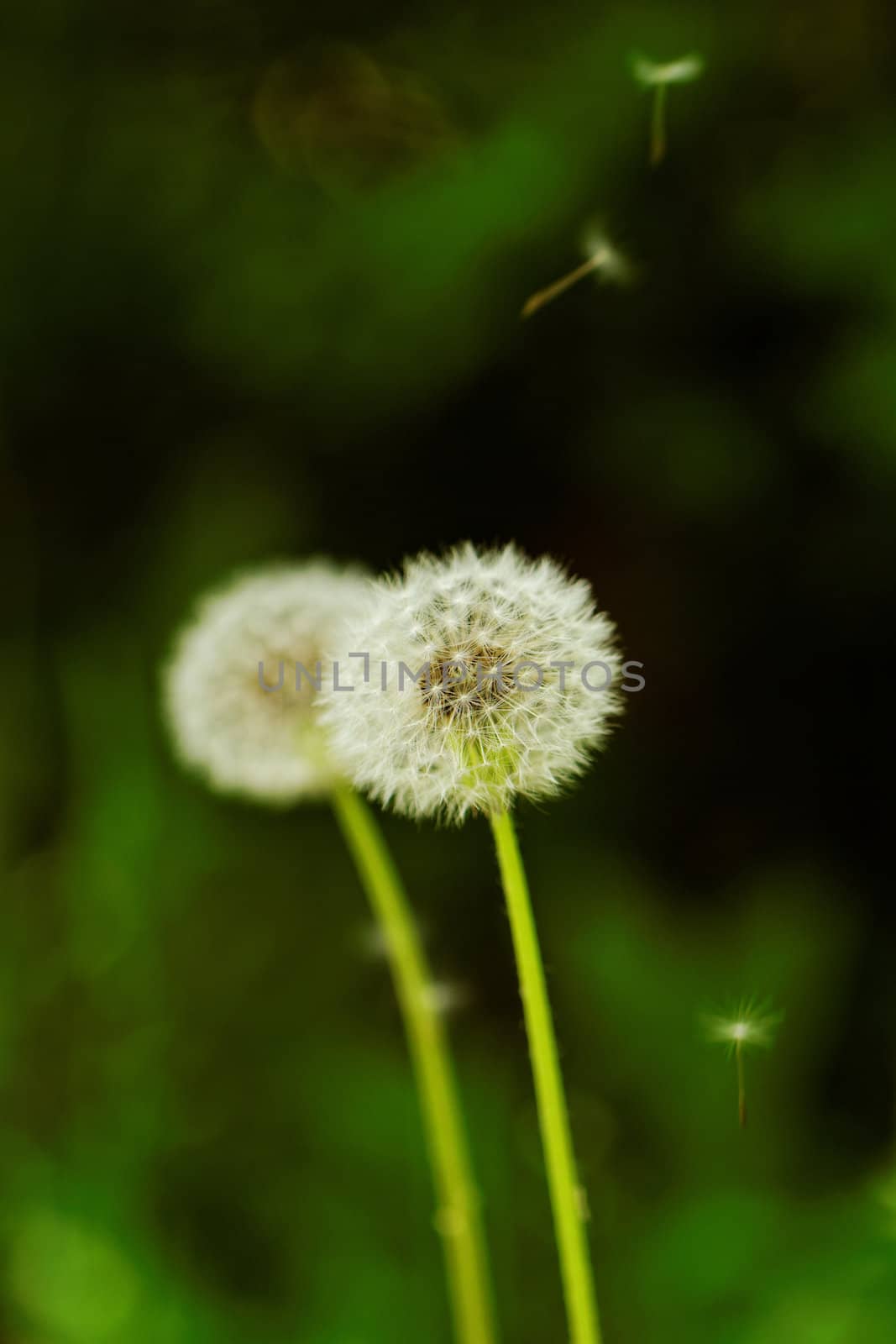 close-up of a dandelion flower