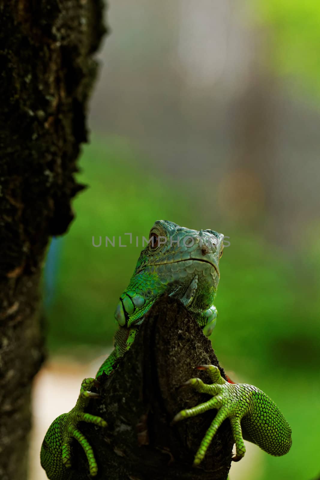 portrait about a green iguana on the tree