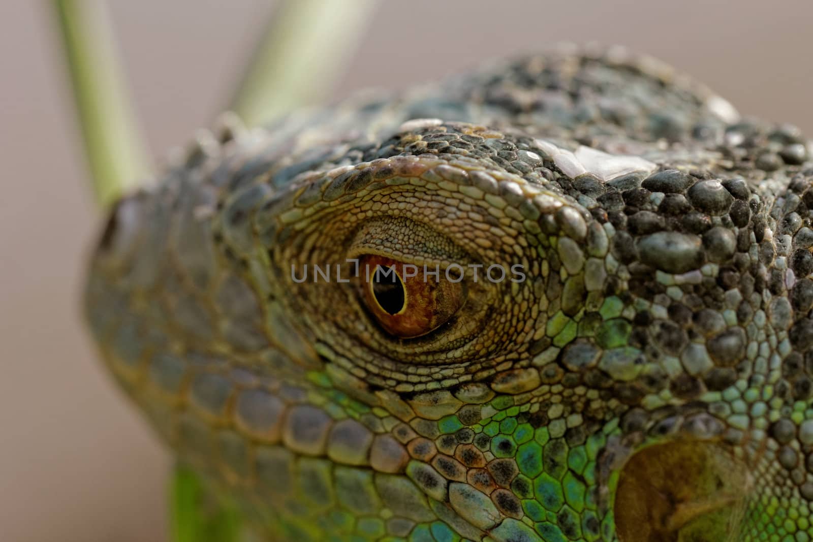 macro of a fantastic green iguana head