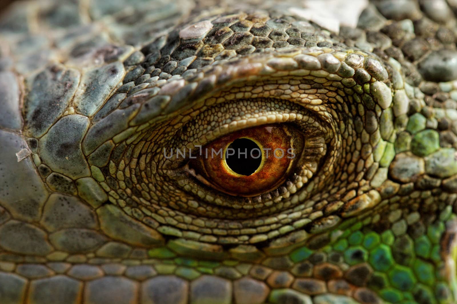 macro of a fantastic green iguana eye