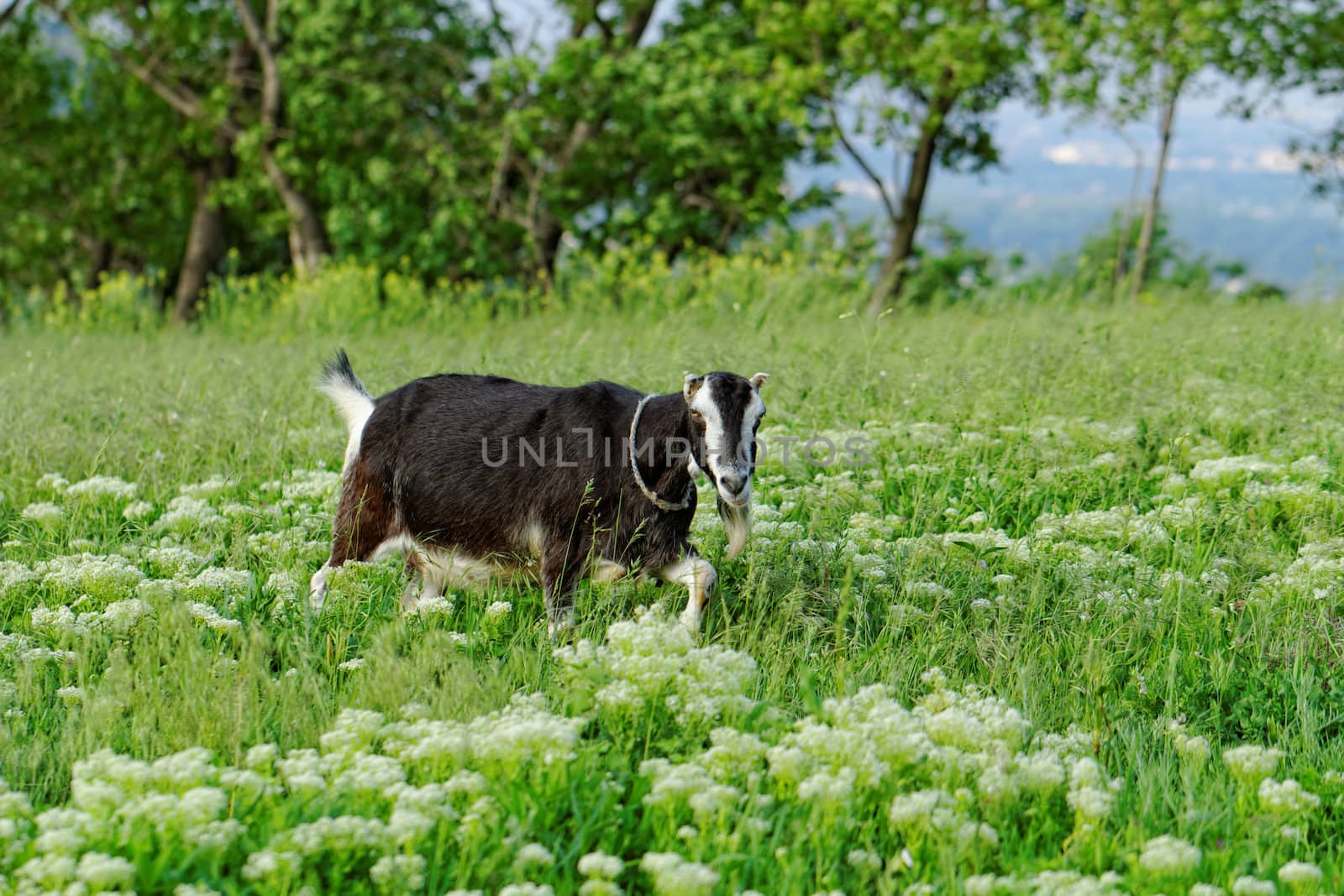 Goats grazing in the meadow