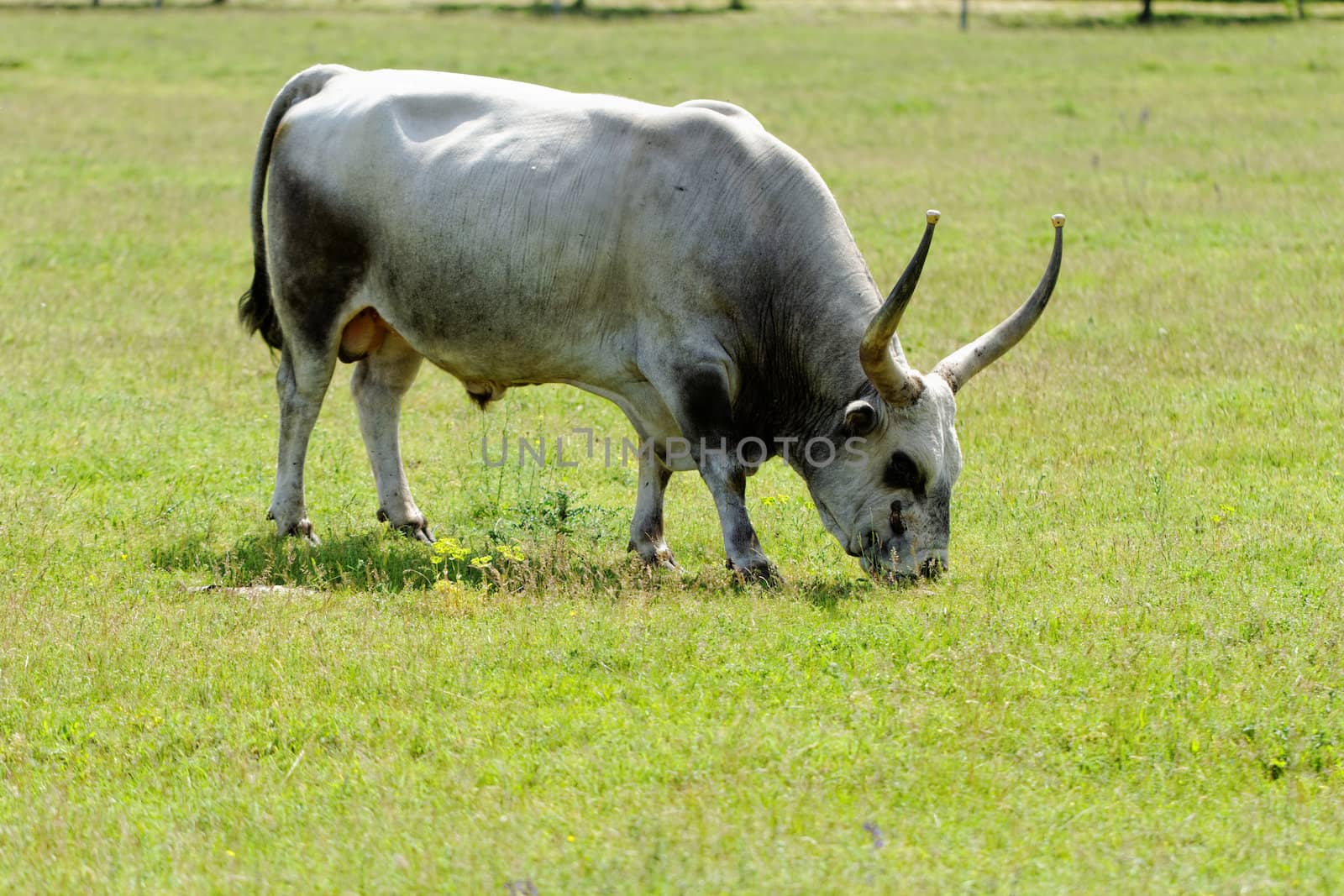 Ruminant Hungarian gray cattle bull on grass