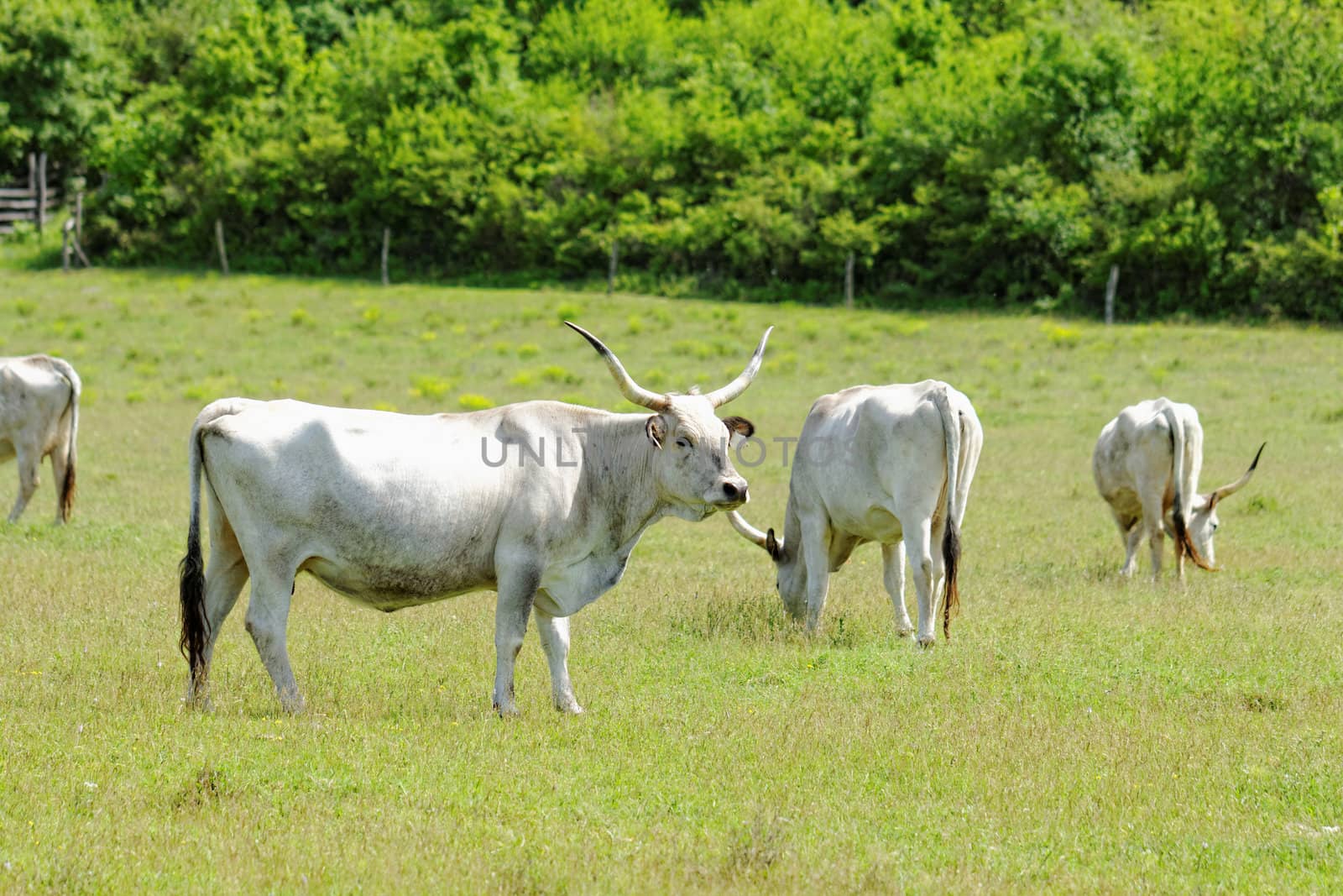 Ruminant Hungarian gray cattle bull on grass