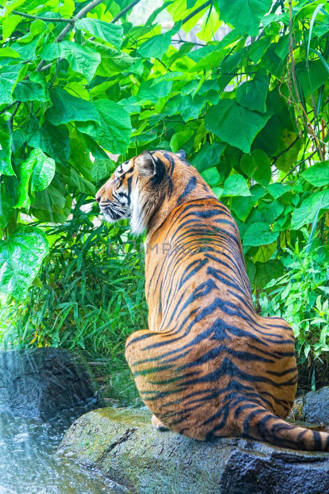 sumatransky tiger sits at falls in the jungle