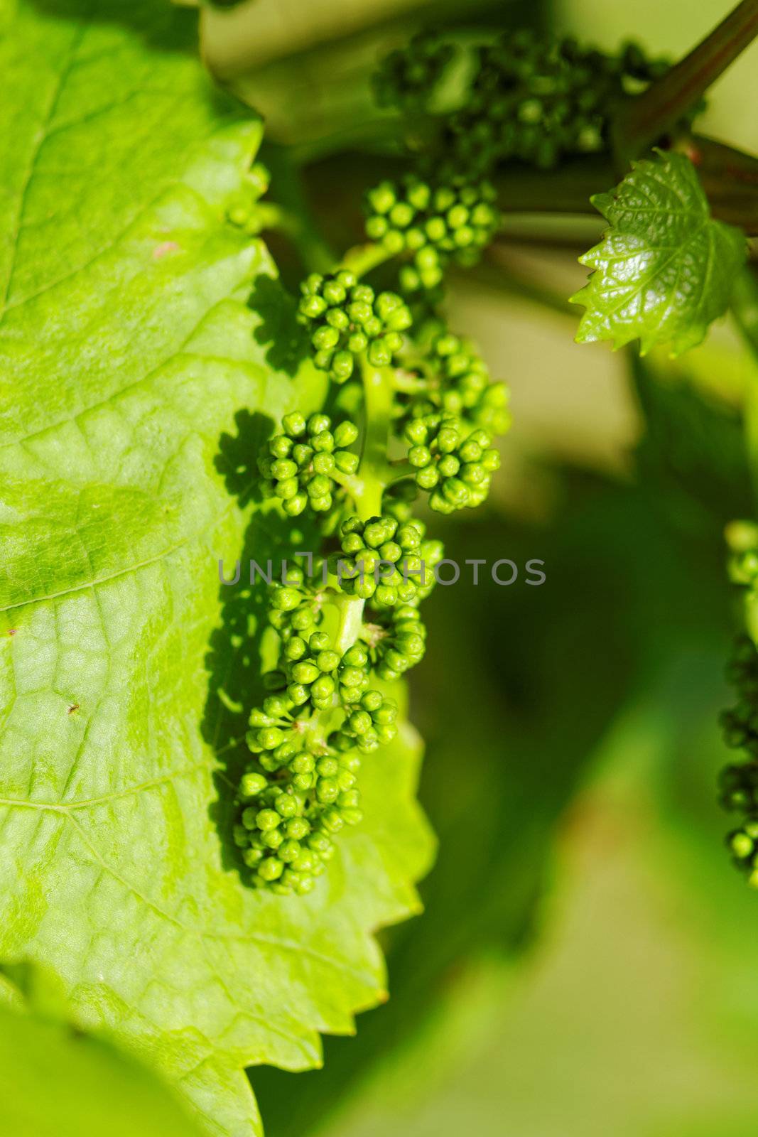 baby green grapes on the vine