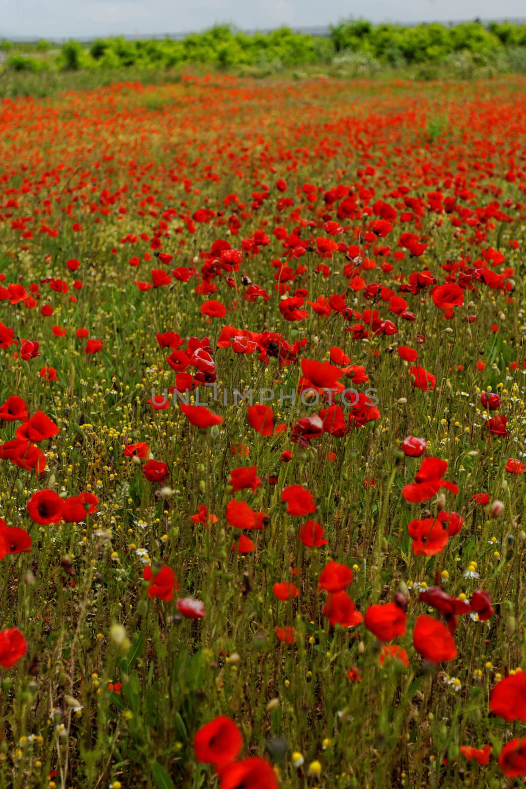 Huge red colored poppy field