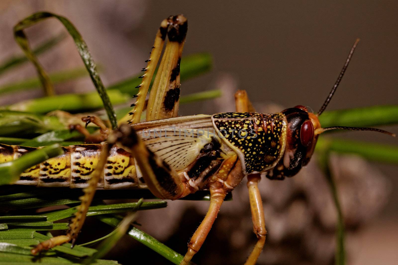 one locust eating the grass in the nature