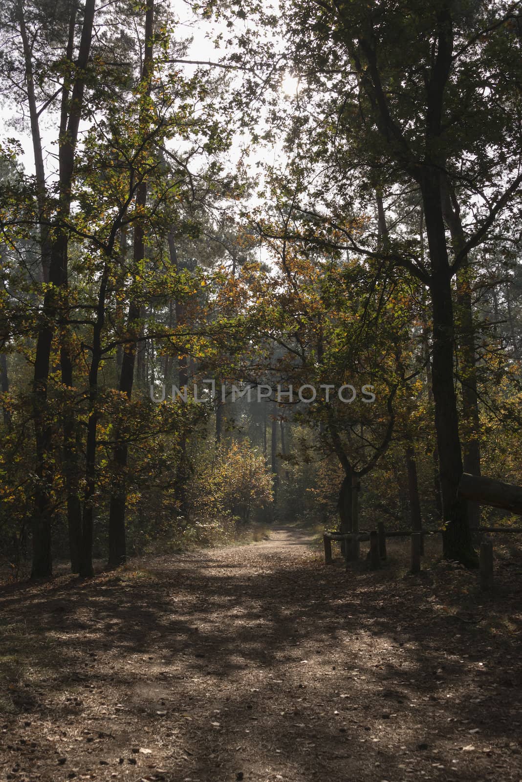 nature area in Holland by compuinfoto