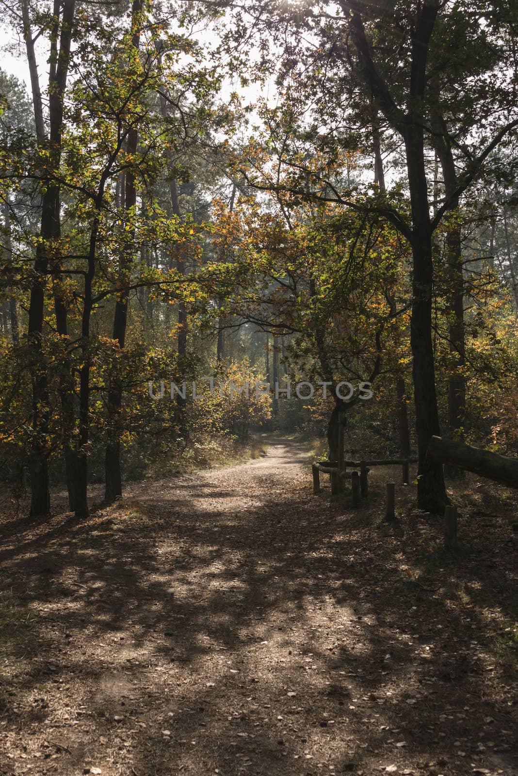 nature area in Holland called luttezand