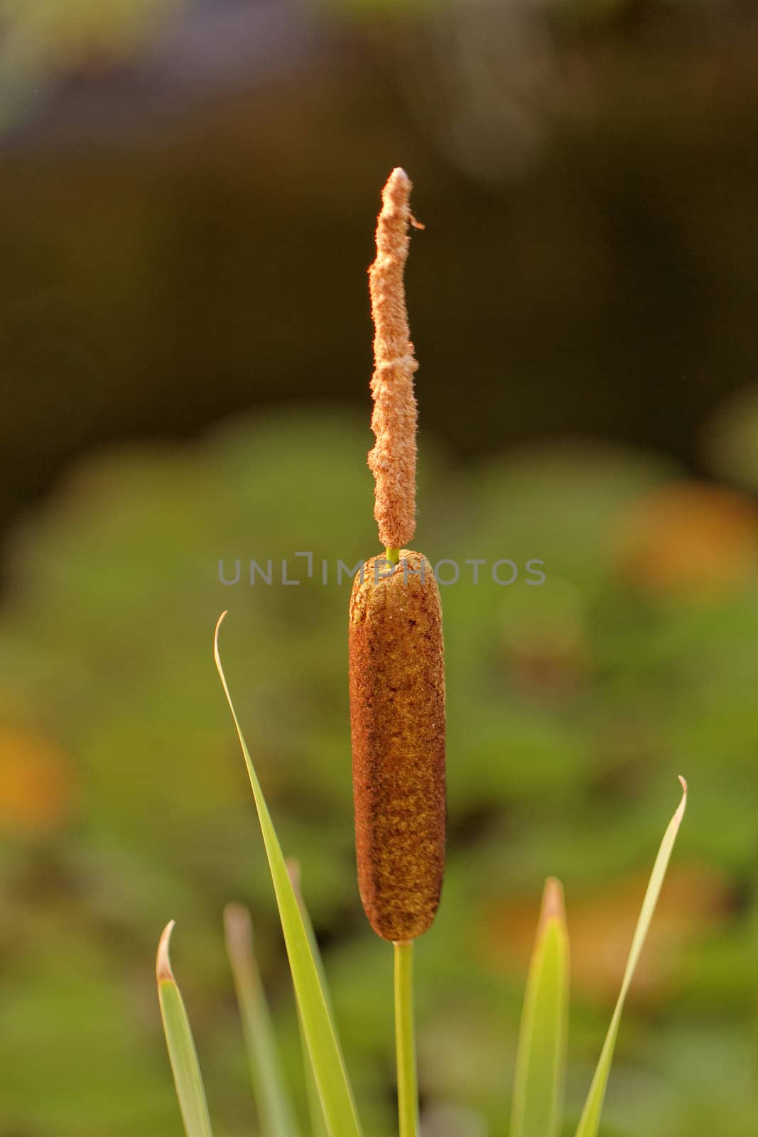 one reed bulrush by NagyDodo