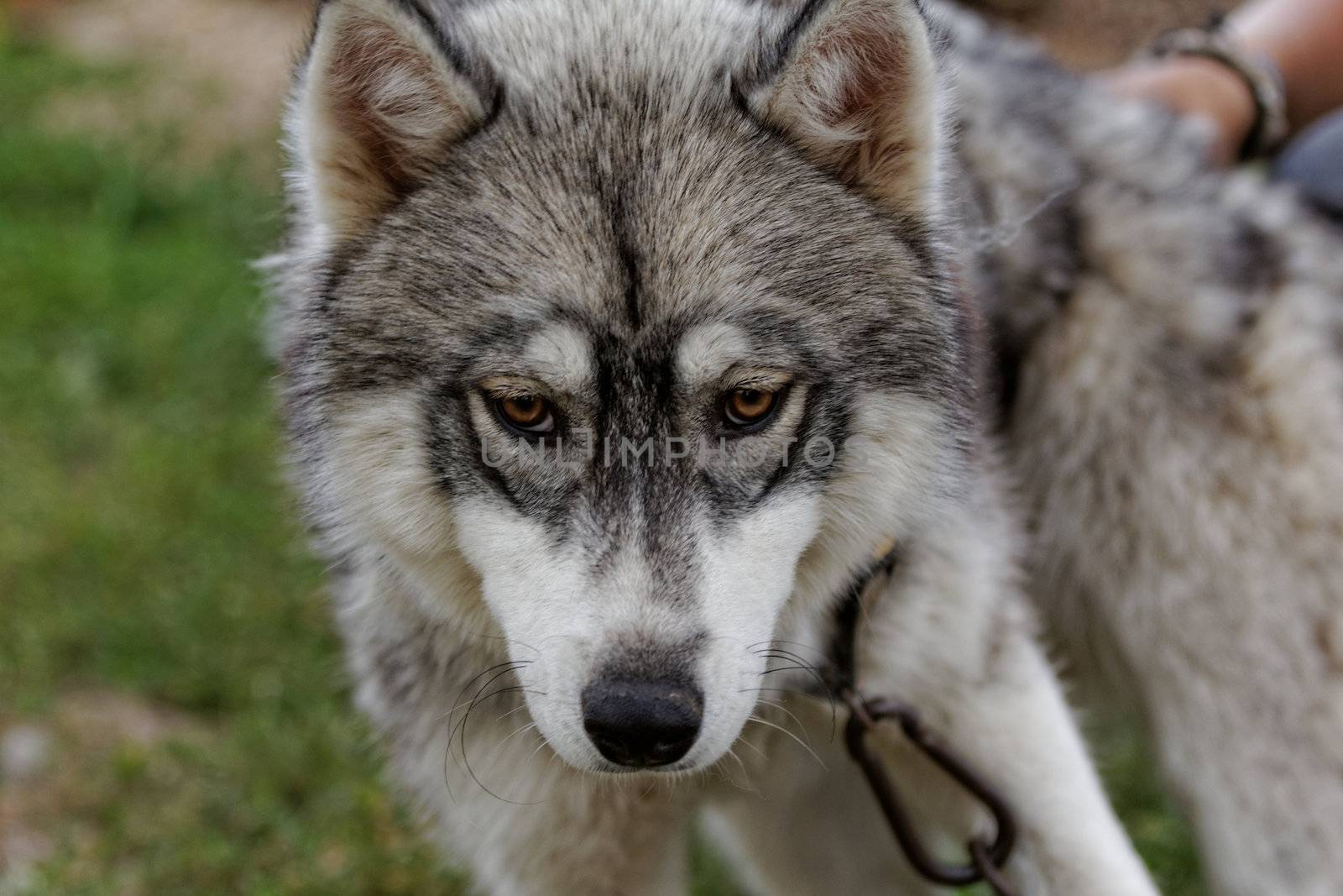 portrait of a beautiful husky dog with brown eyes