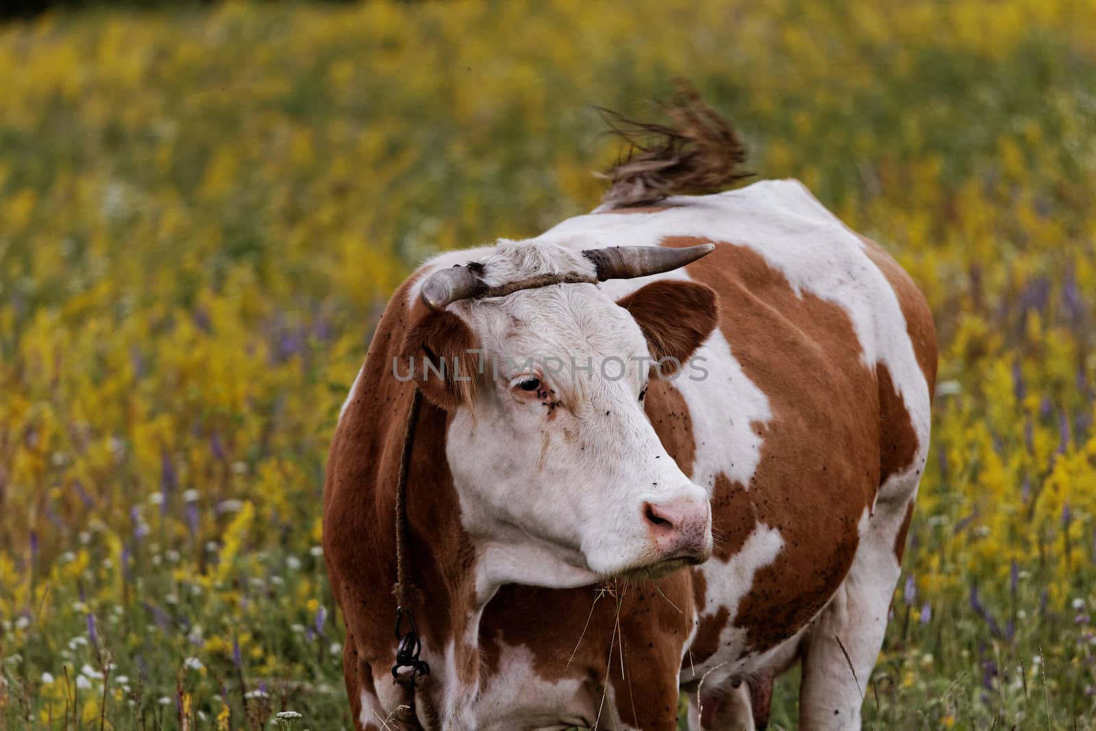 motley cow graze in a field (free range)