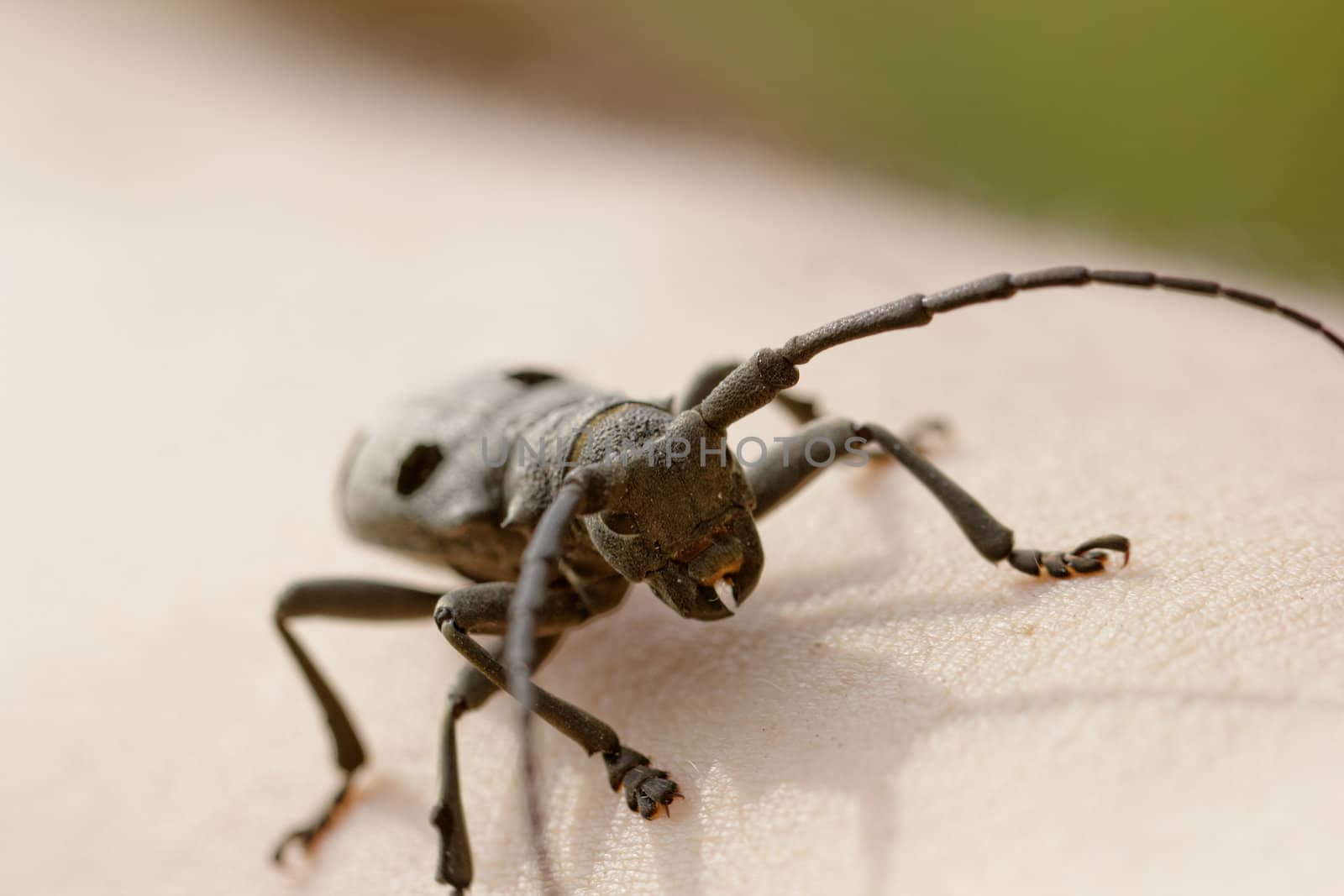 Macro portrait of the Capricorn Beetle on human arm (man's hand)