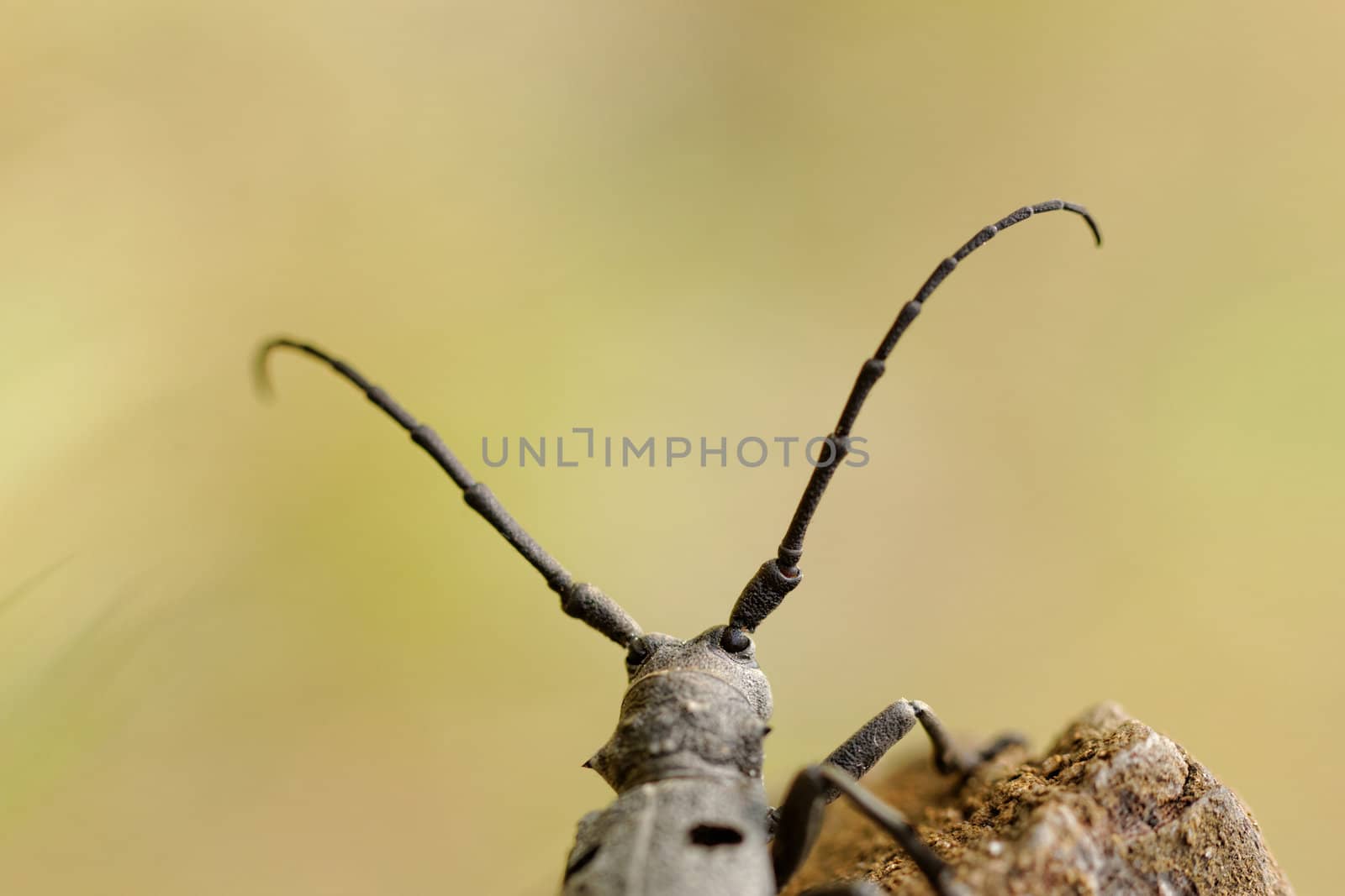 Macro photo of the Capricorn Beetle in the nature from back