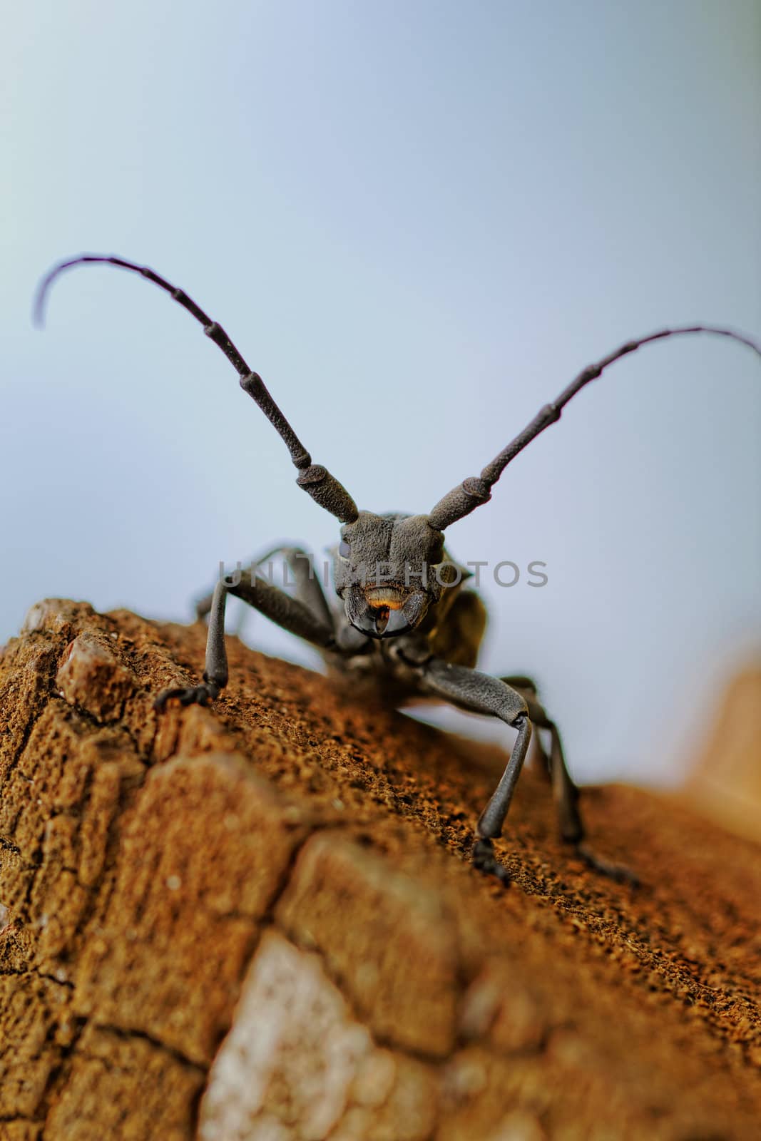 Macro photo of the Capricorn Beetle in the nature from back