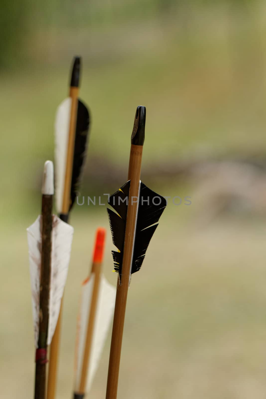 color archery arrows in nature on the ground