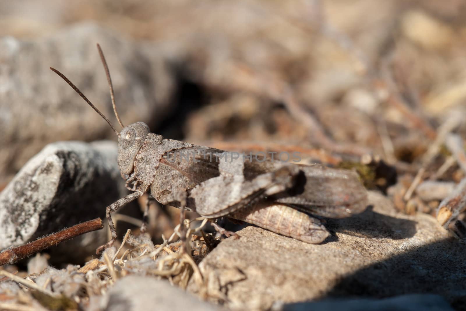 Brown locust close up full body side view (Oedipoda carulescens)