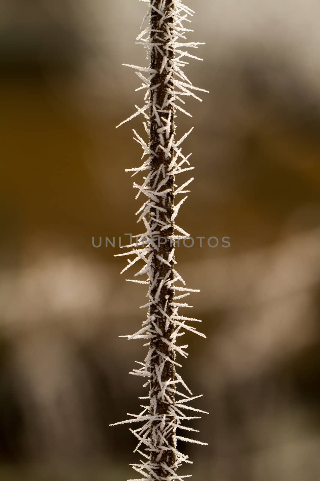 rime on a thin branch by NagyDodo