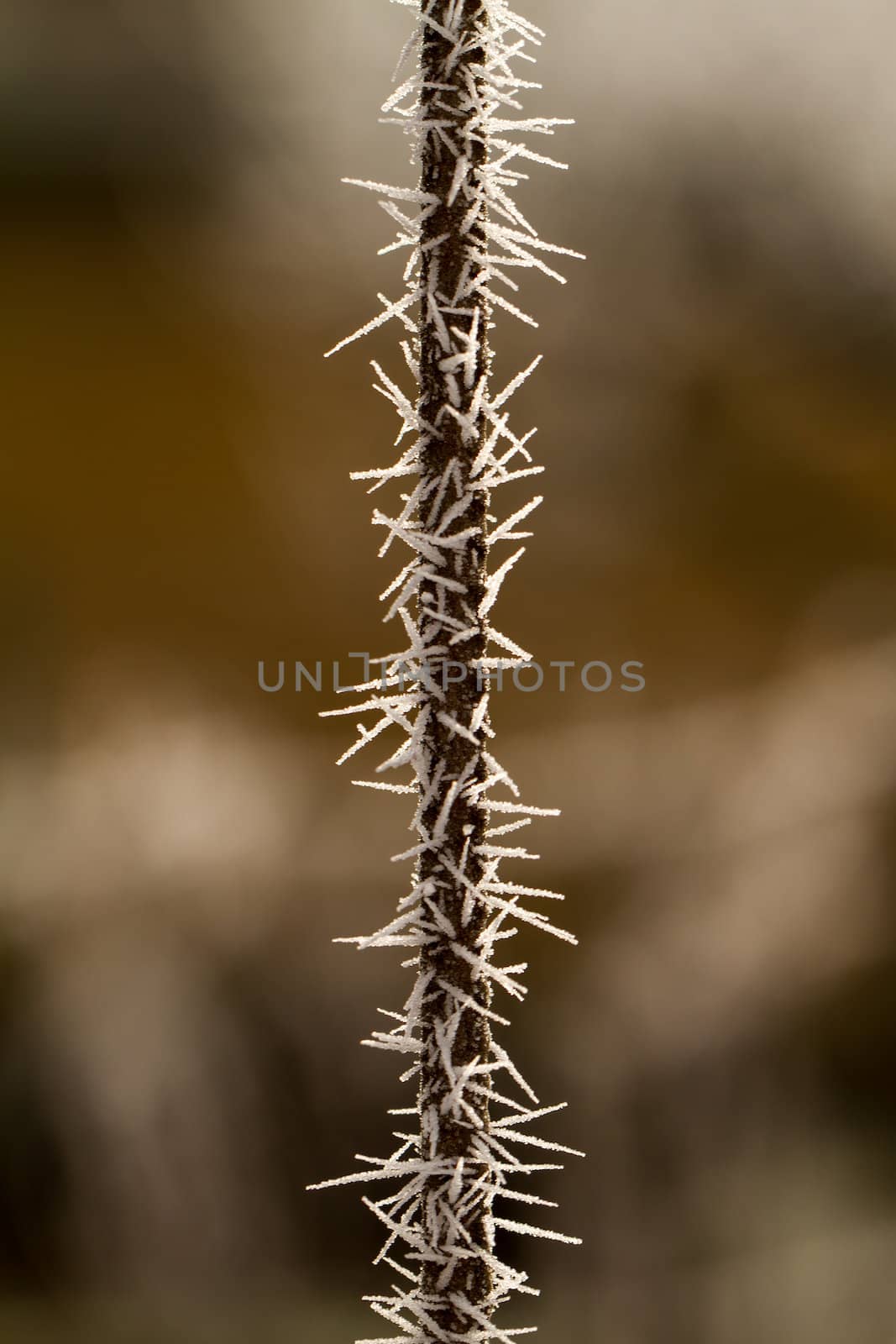 hoarfrost on a thin branch