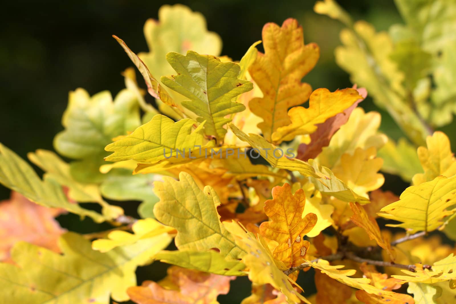 Beautiful yellow leaves of oak by kostin77