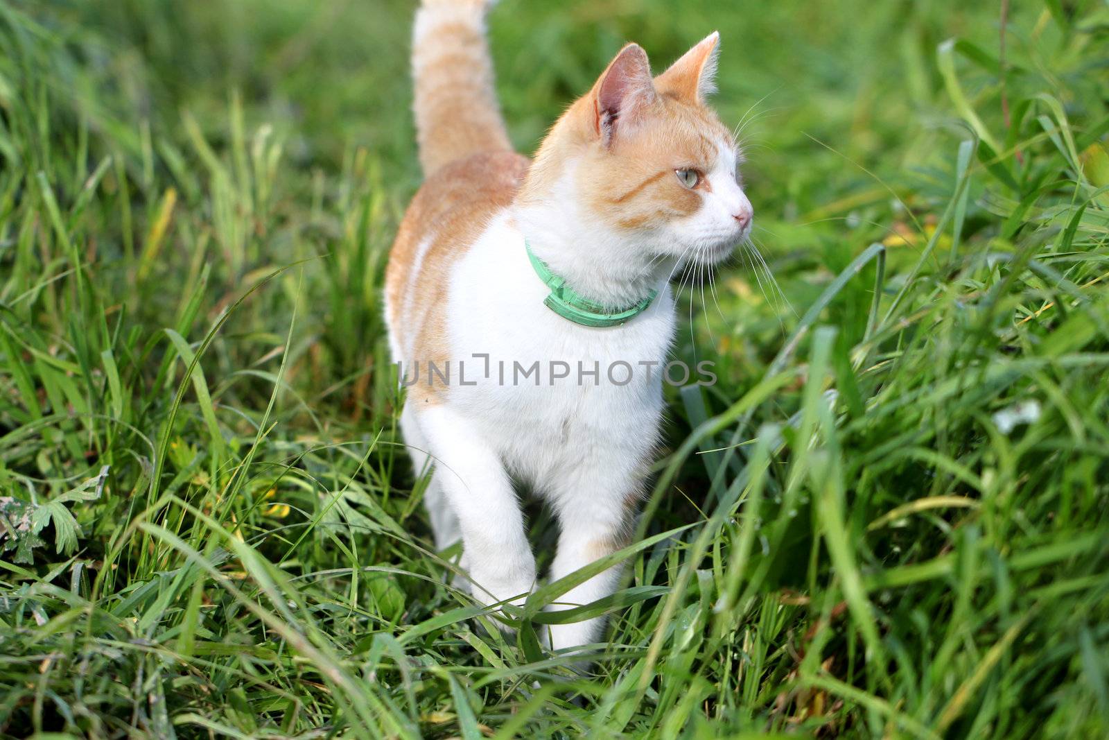 Cat standing in green grass