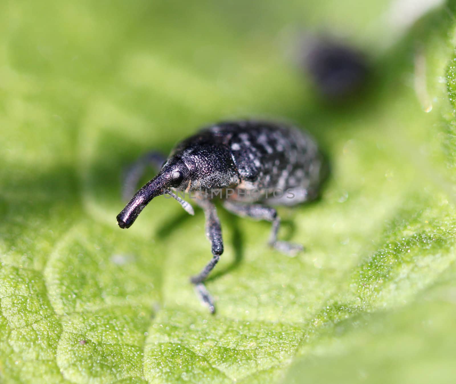 elephant beetle