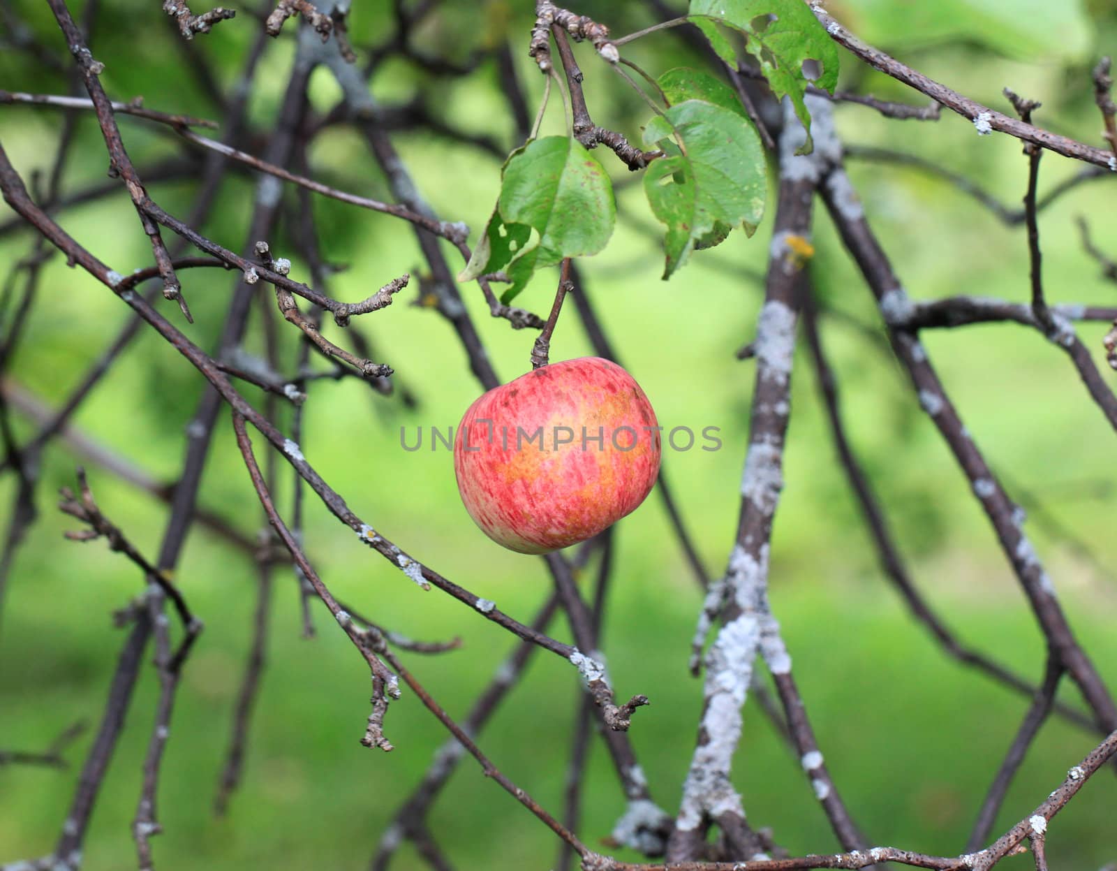 Apple hanging on a tree