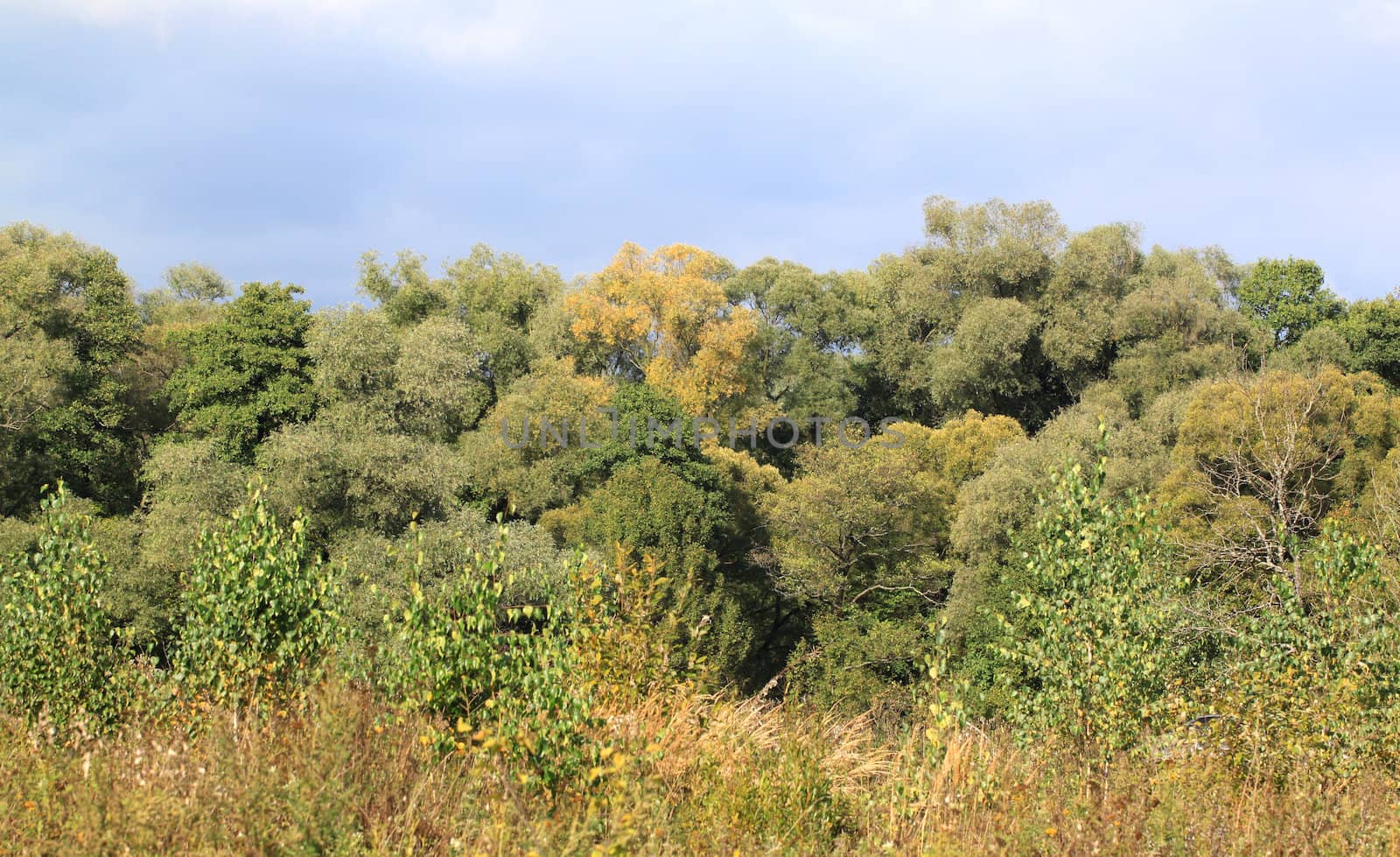 Autumn forest