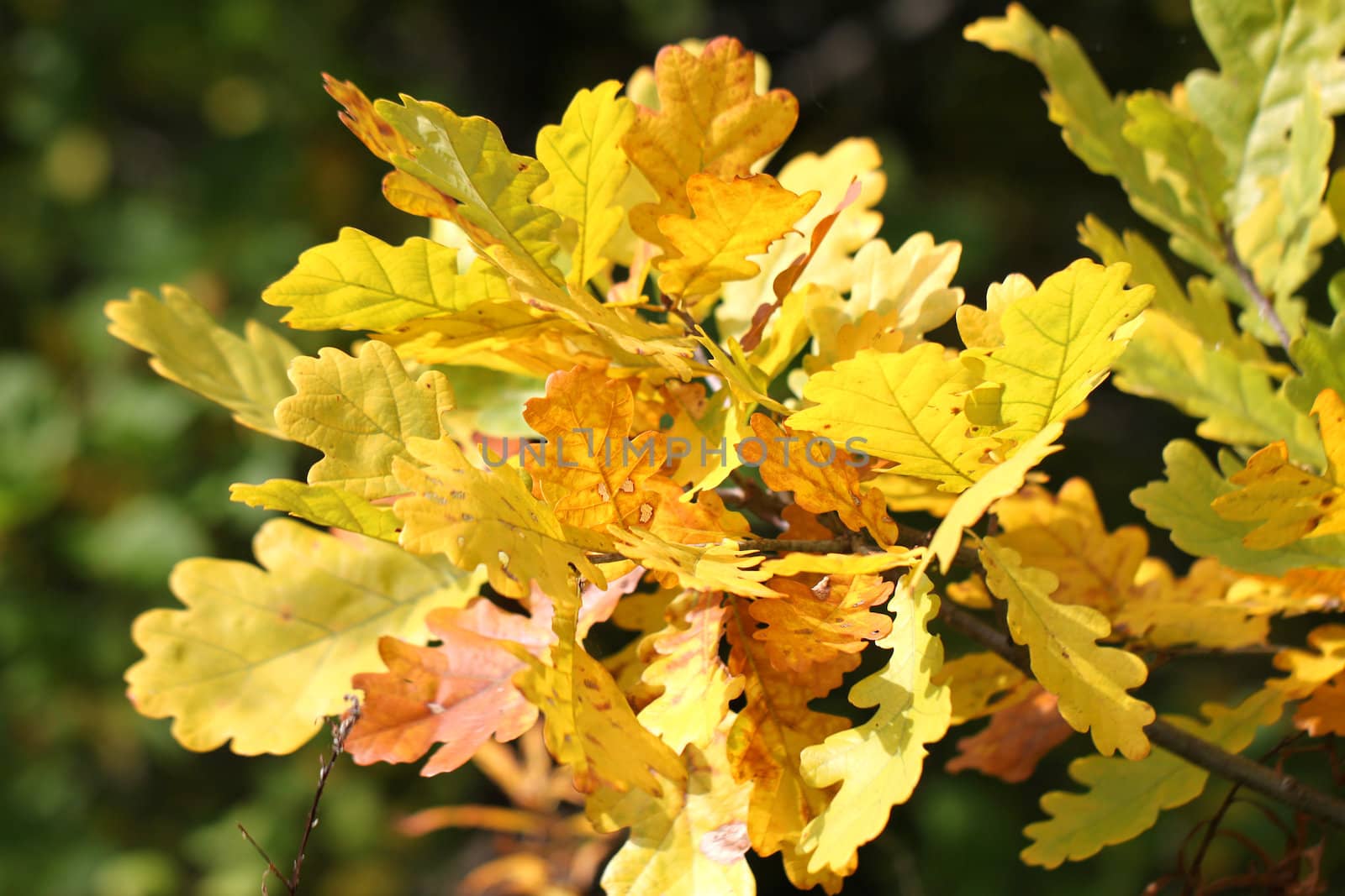 Beautiful yellow leaves of oak
