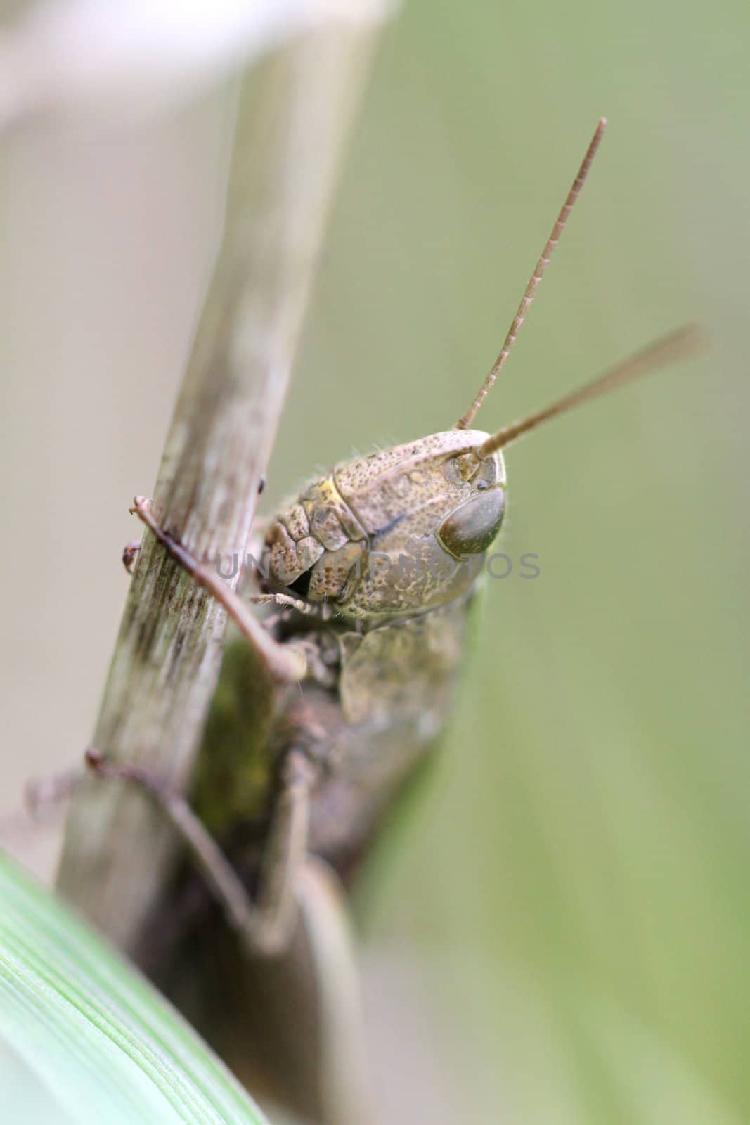 Brown grasshopper sits in the grass