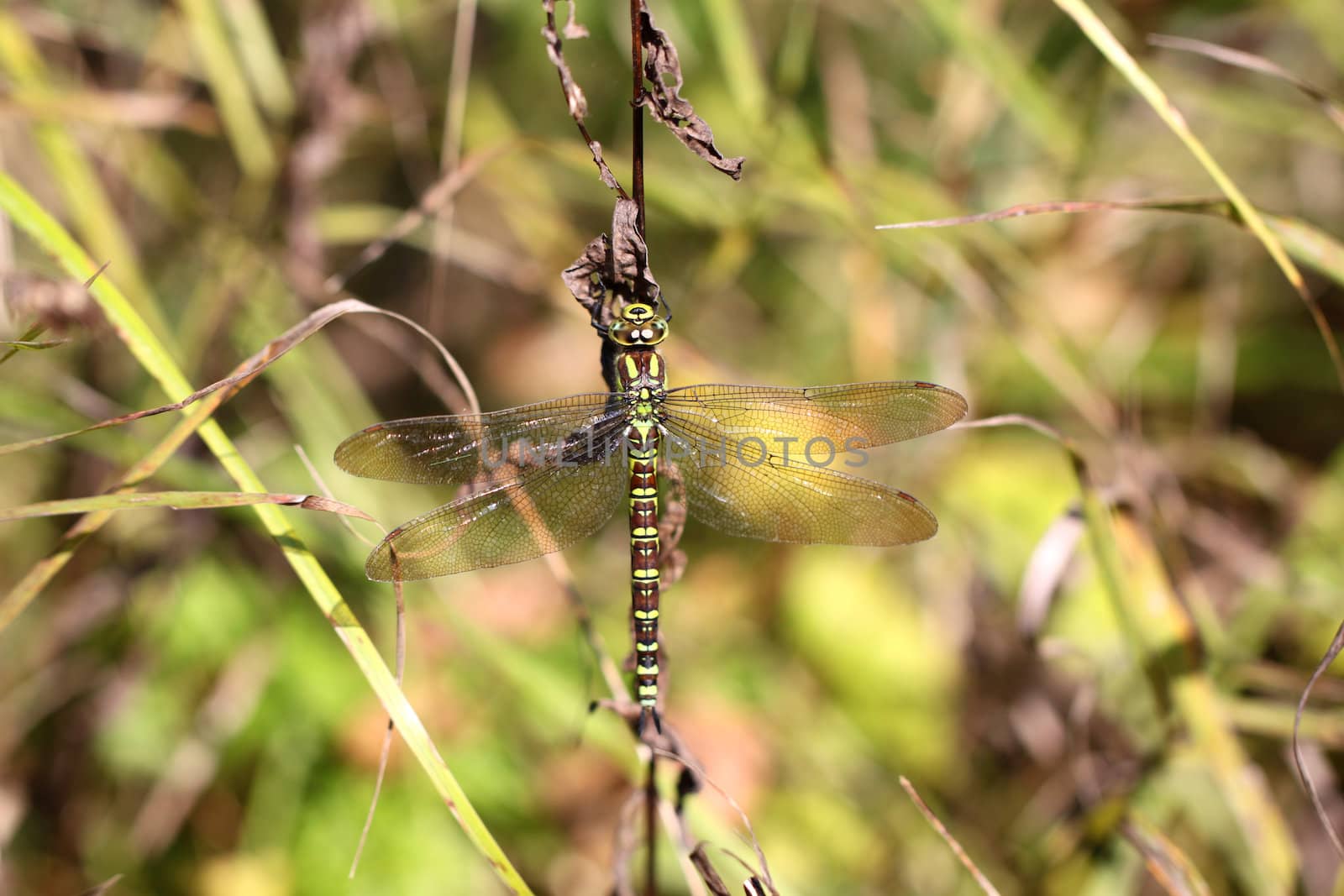 Dragonfly on a blade of grass