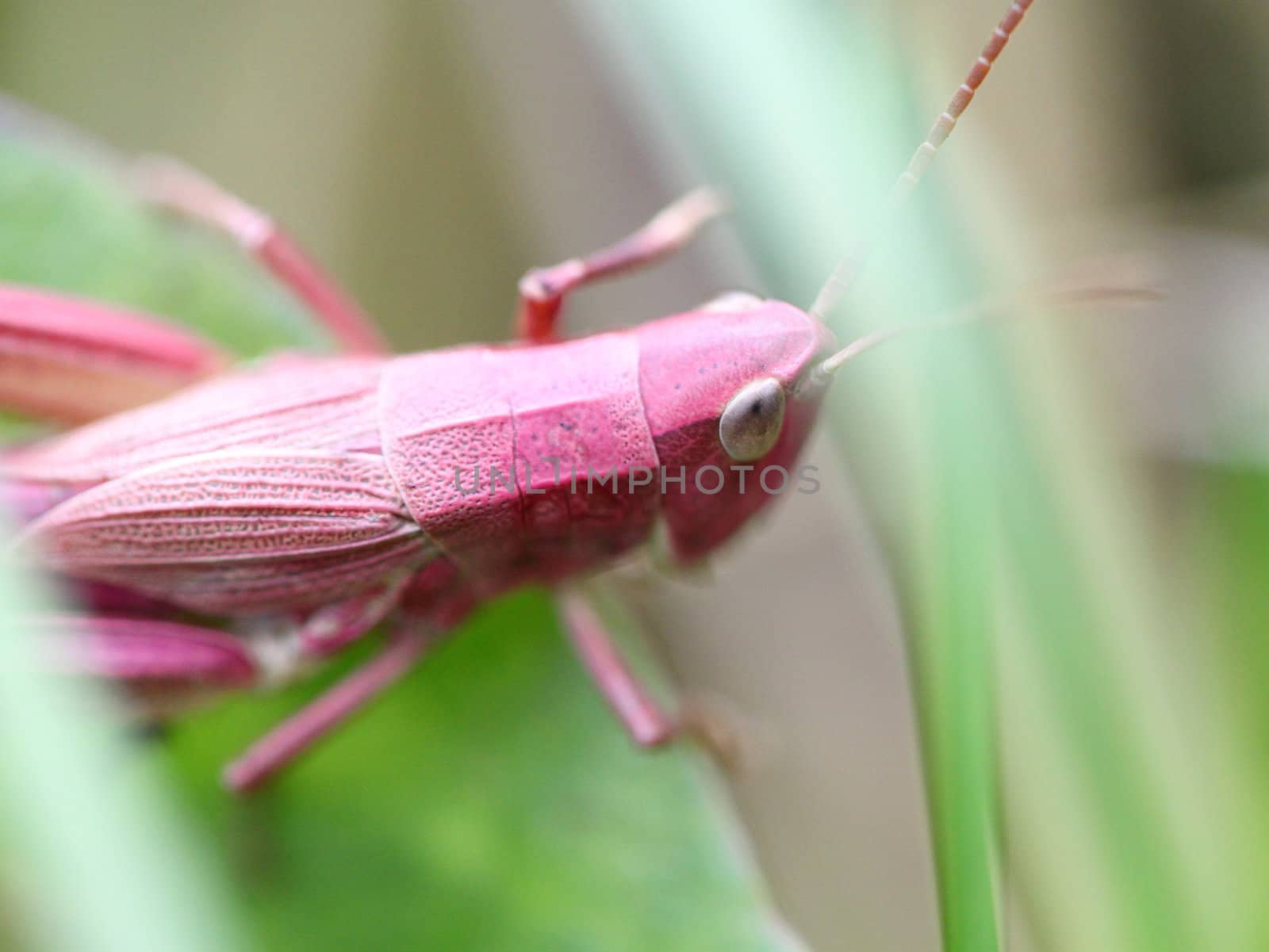 Pink grasshopper in the grass