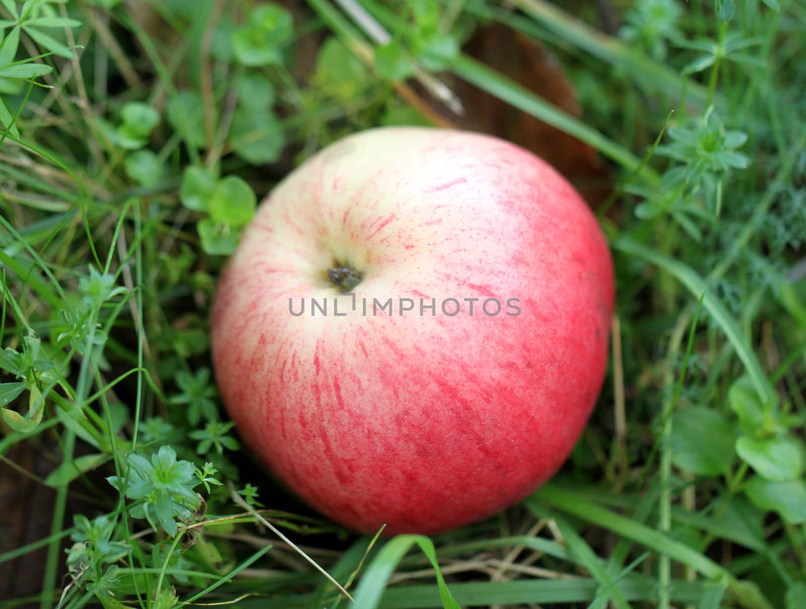 Red apple lying on the grass