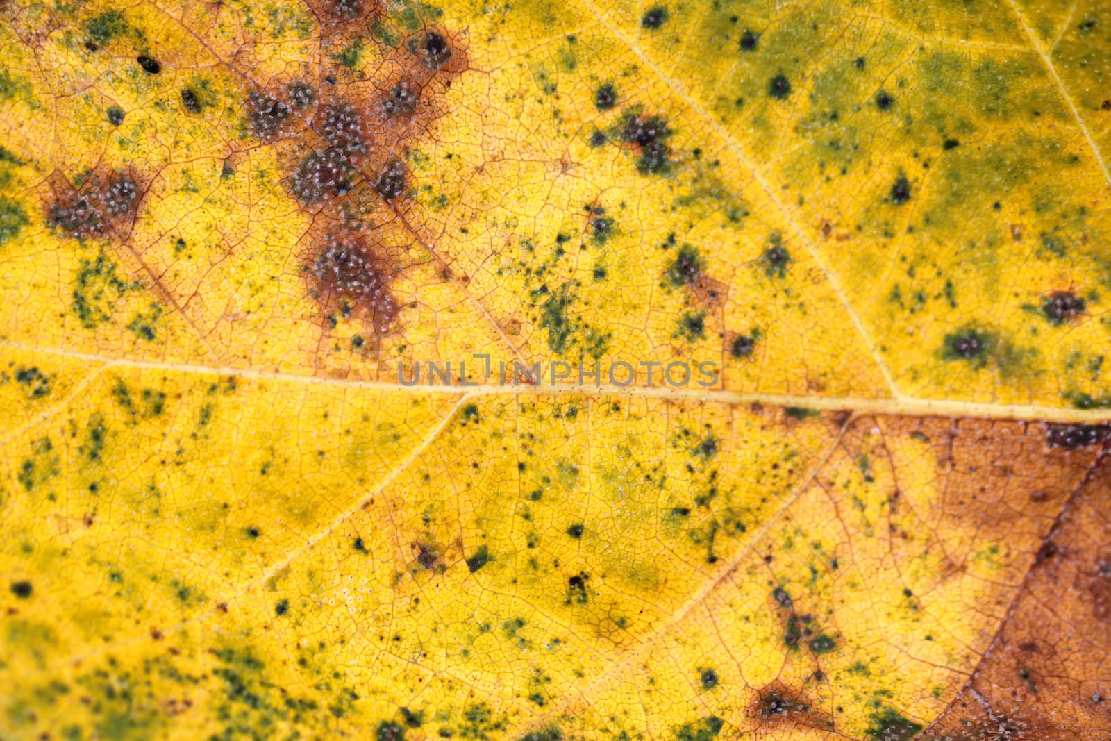 Texture of the yellow sheet by kostin77