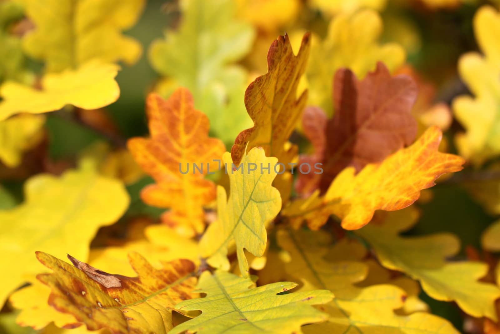 Yellow oak leaves