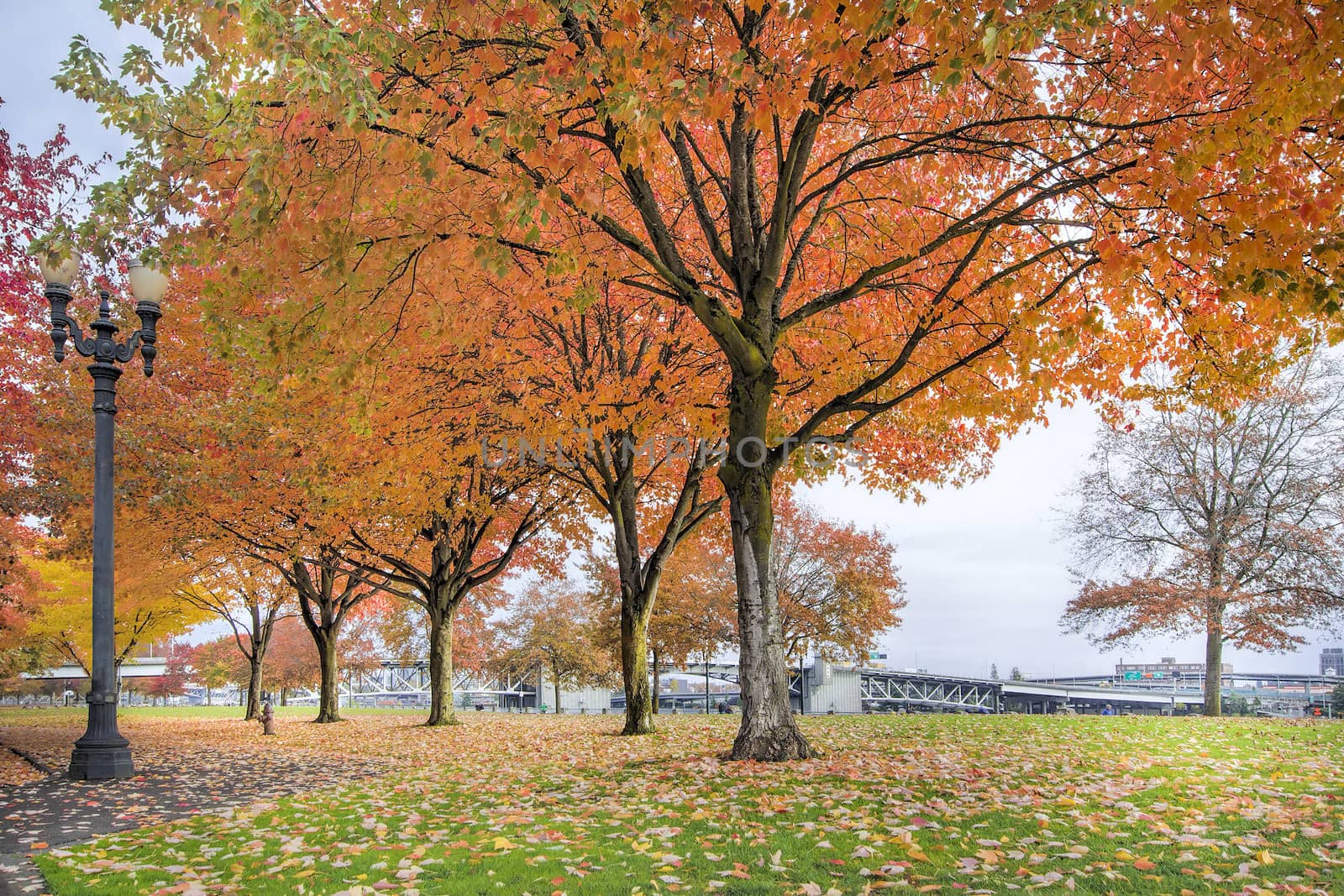 Maple Trees Changing Color in Portland Downtown Waterfront Park in Fall Season