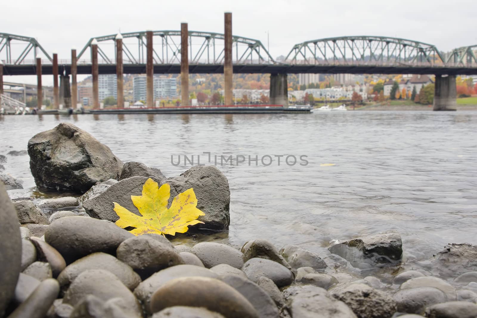 Fall Season Yellow Maple Leaf on the Rocks by the Banks of Willamette River in Portland Oregon with Hawthorne Bridge and Marina