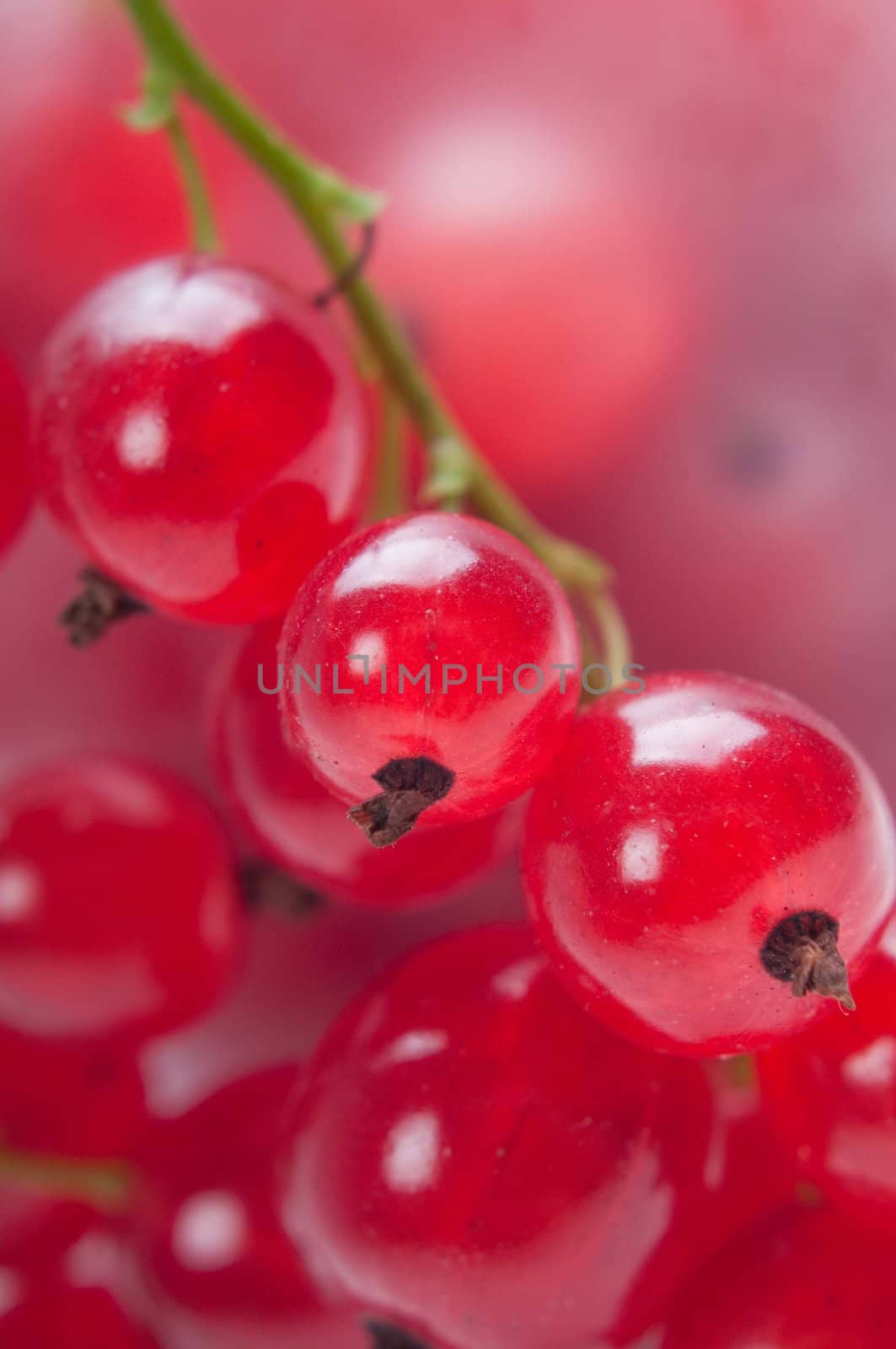 Shot of fresh red currant. Shallow depth of field.