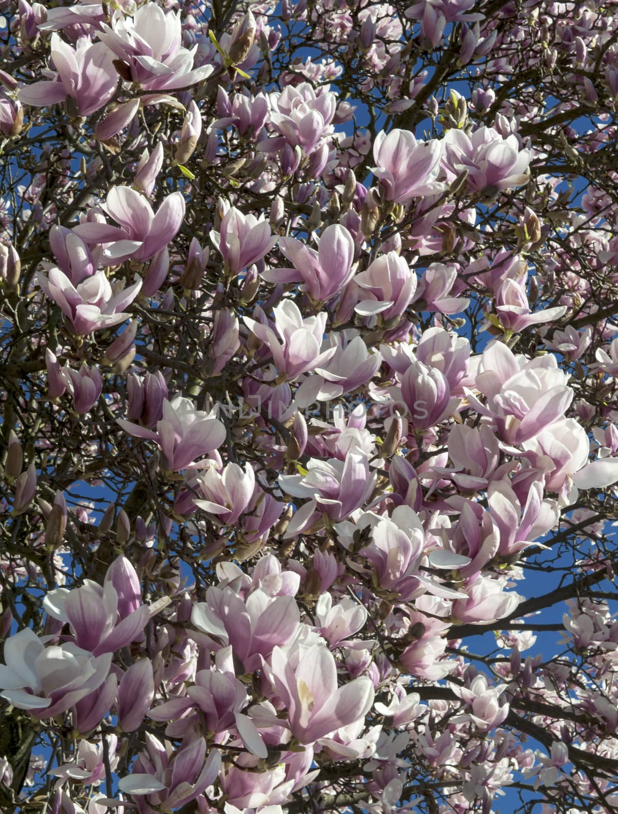 flowering branches of magnolia on background of sky