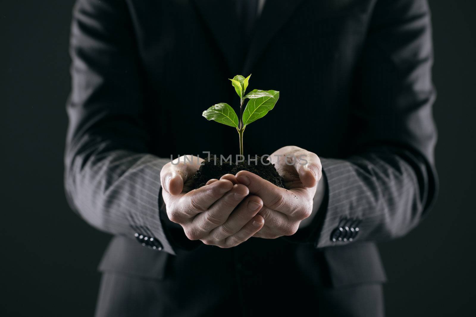 Businessman with seedling in his hands