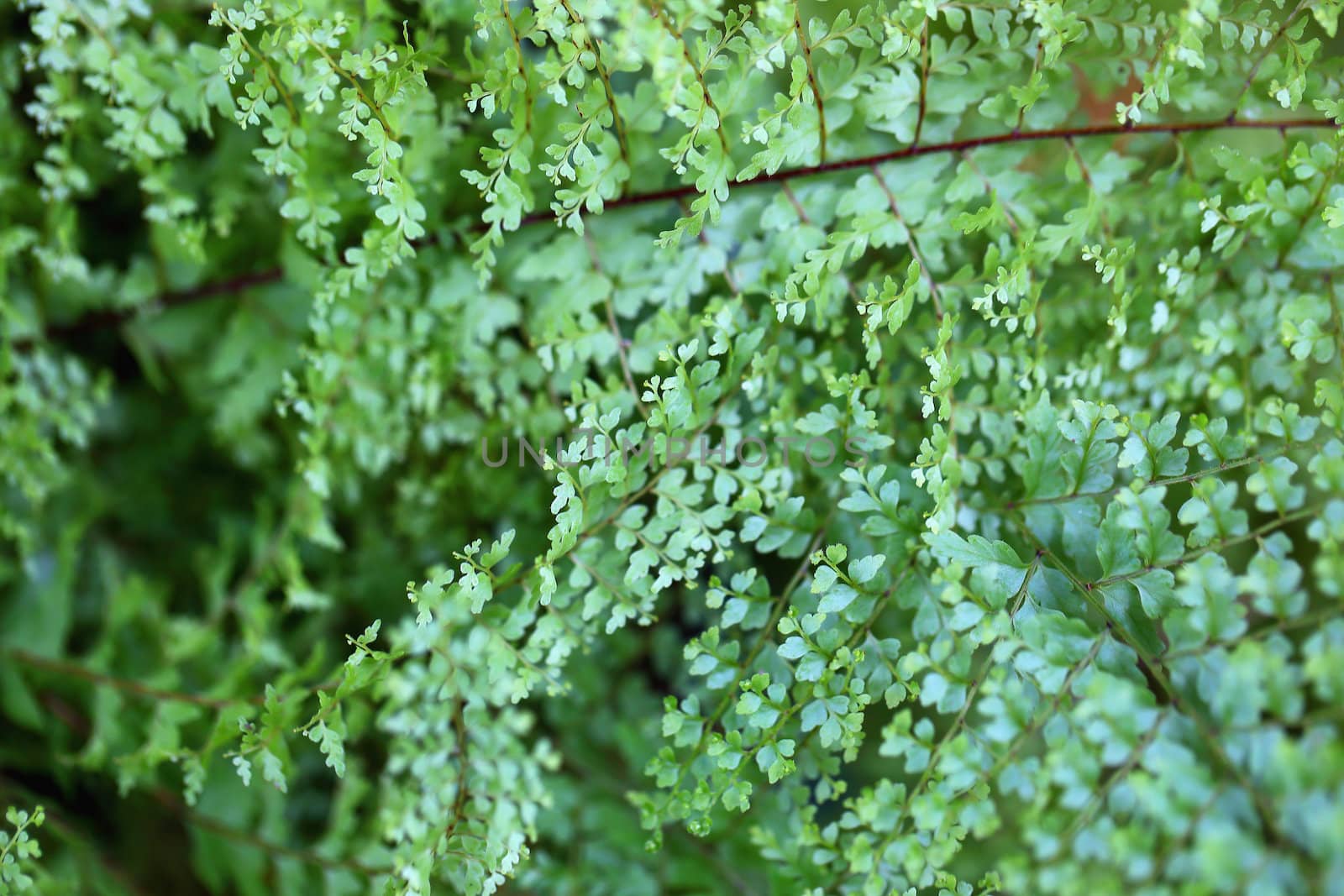 Green leaf texture background by myrainjom01