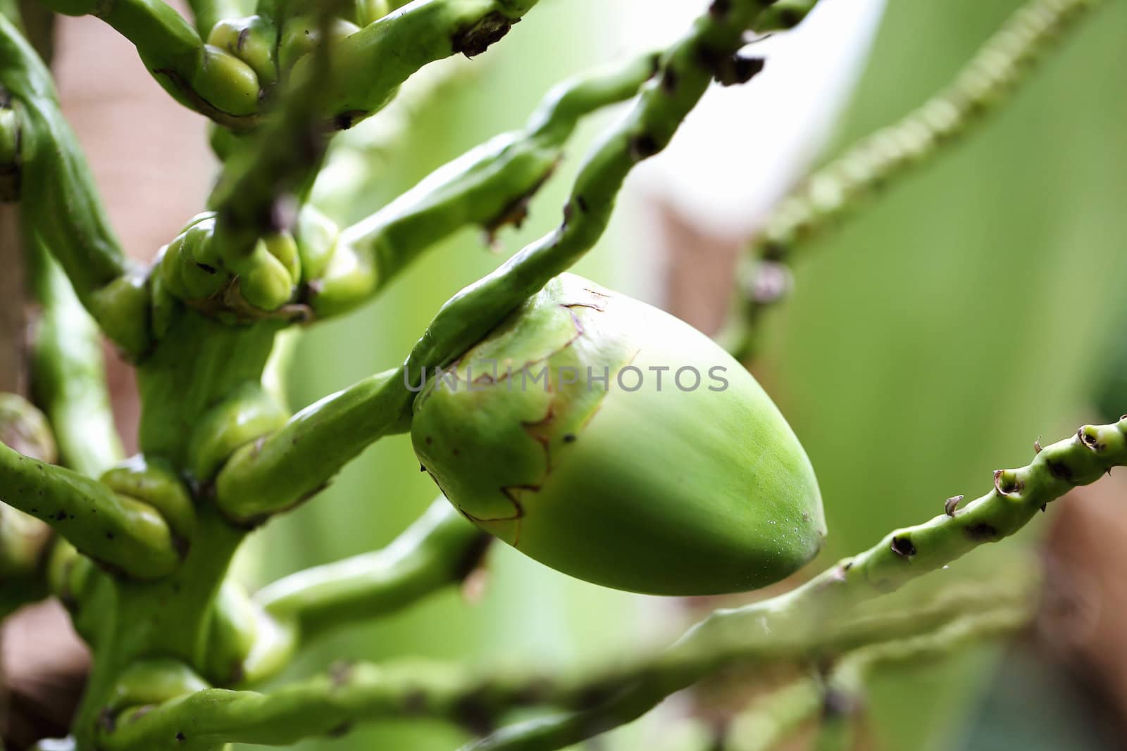 Nature of green coconut by myrainjom01