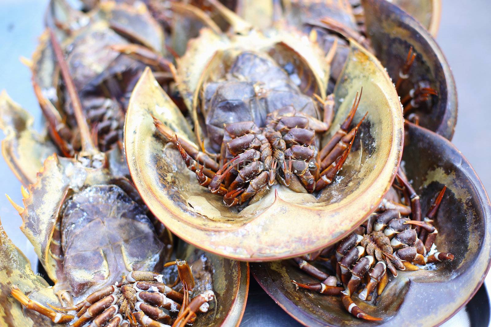 fresh horseshoe crab in market of Thailand by myrainjom01
