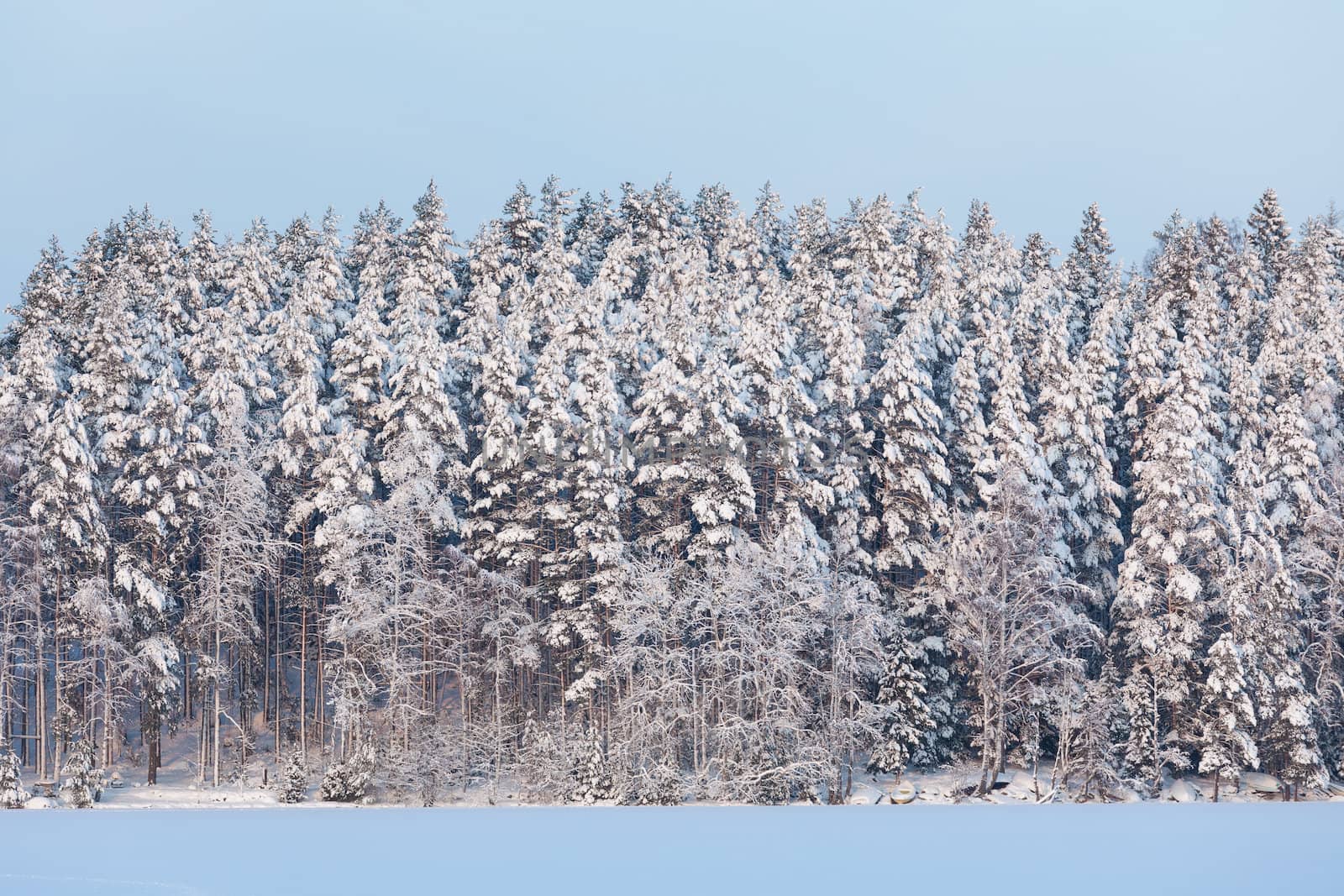 View of snowy forest at winter