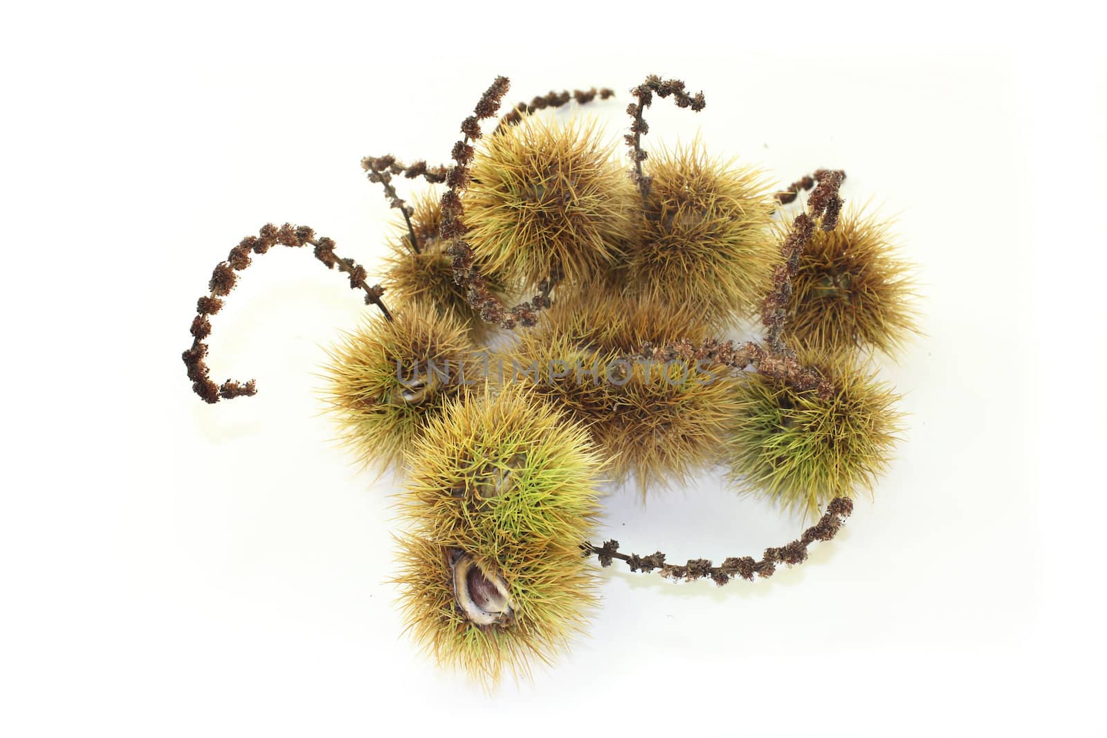 ripe sweet chestnuts against white Hntergrund