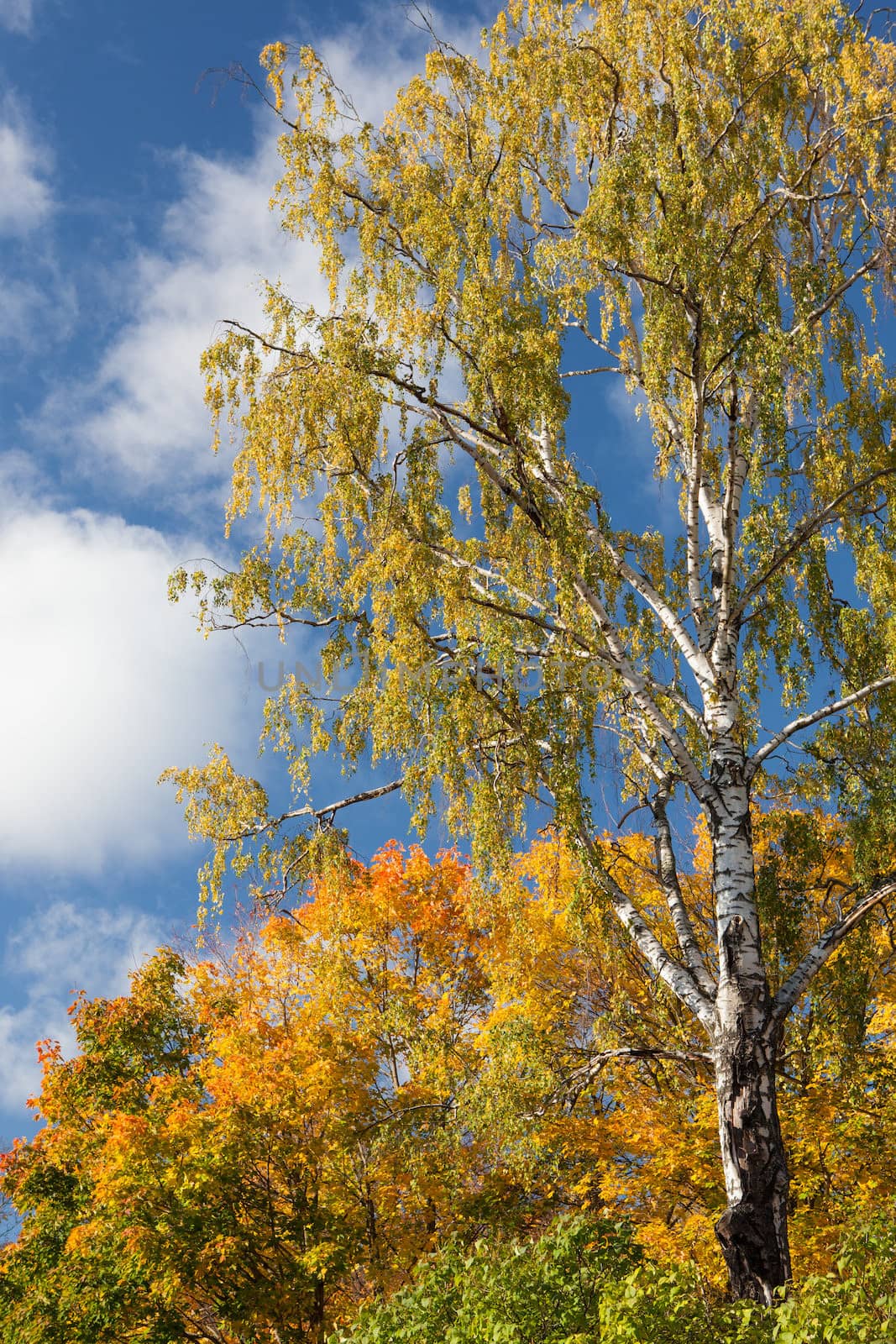 Autumn trees in sunny weather by juhku