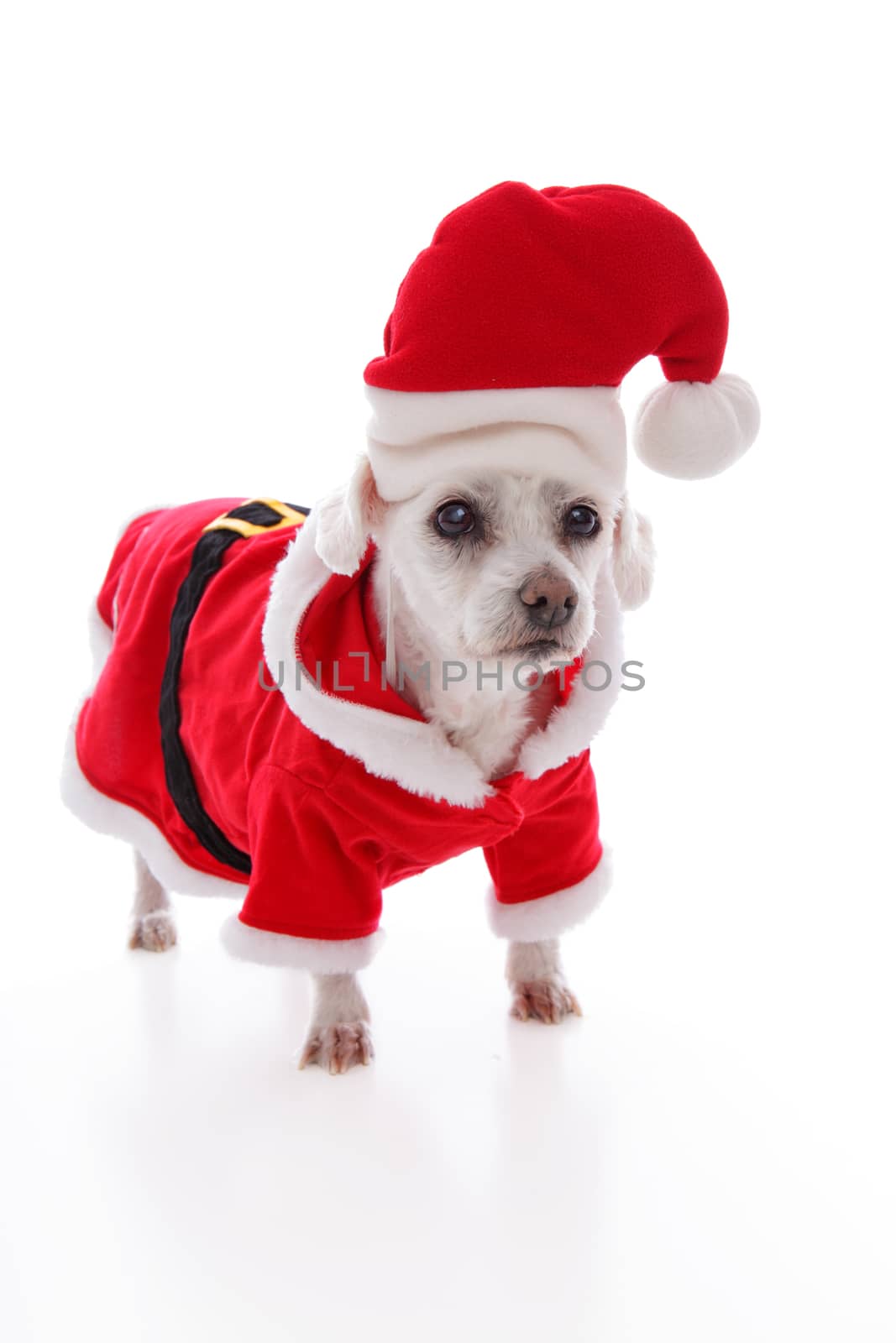 Small white dog wears a red and white santa claus costume and hat at Christmas. White background.