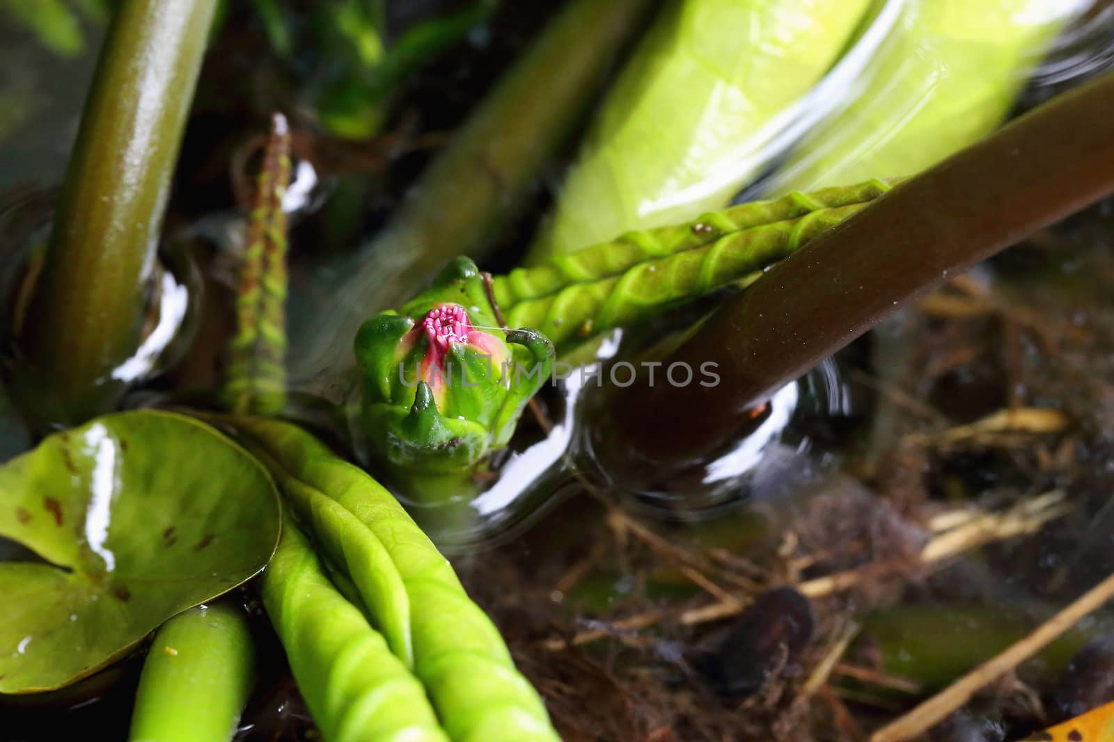 Nature of Lotus will bloom