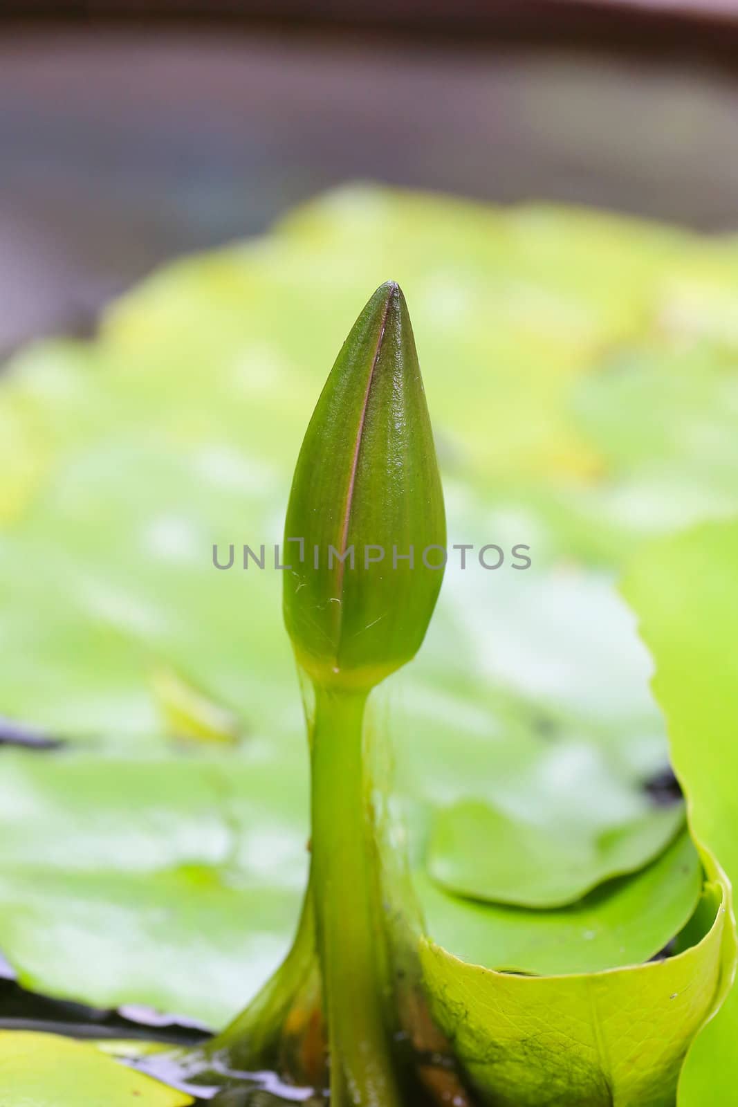 Nature of Lotus will bloom