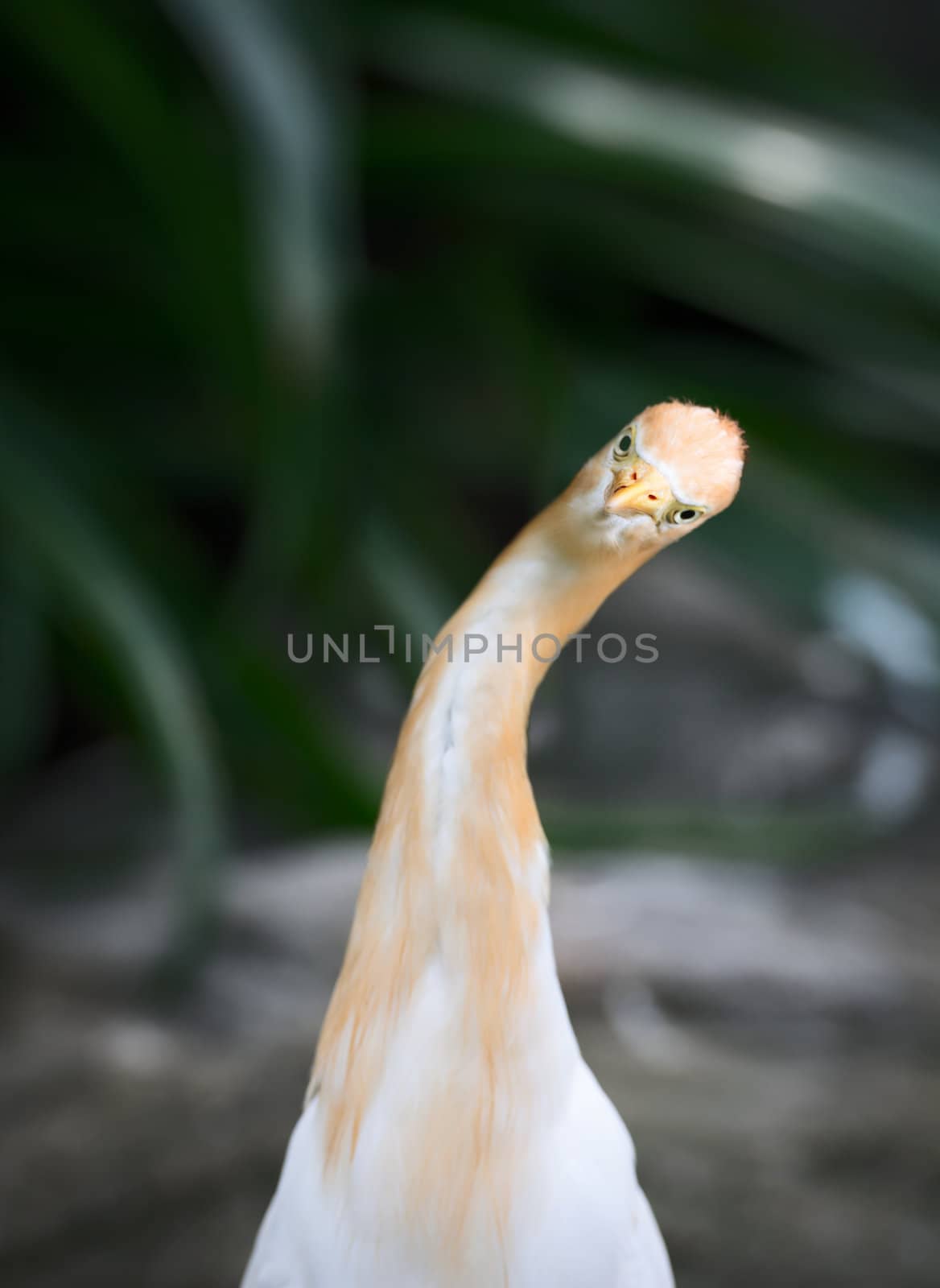 Curious funny front bird portrait. Cattle Egret (Bubulcus ibis) is a cosmopolitan species of heron (family Ardeidae).